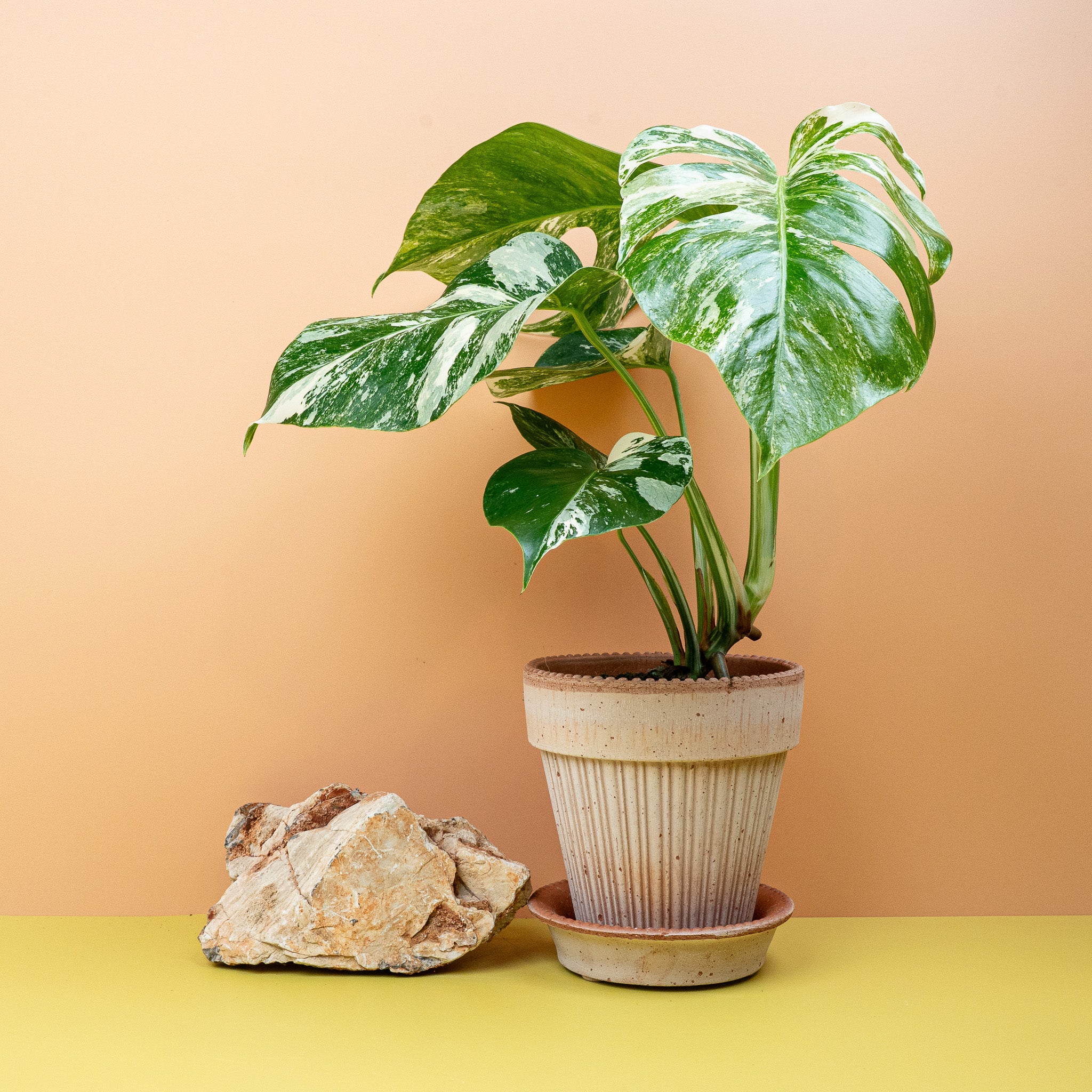 MONSTERA DELICIOSA VARIEGATA - Image 4