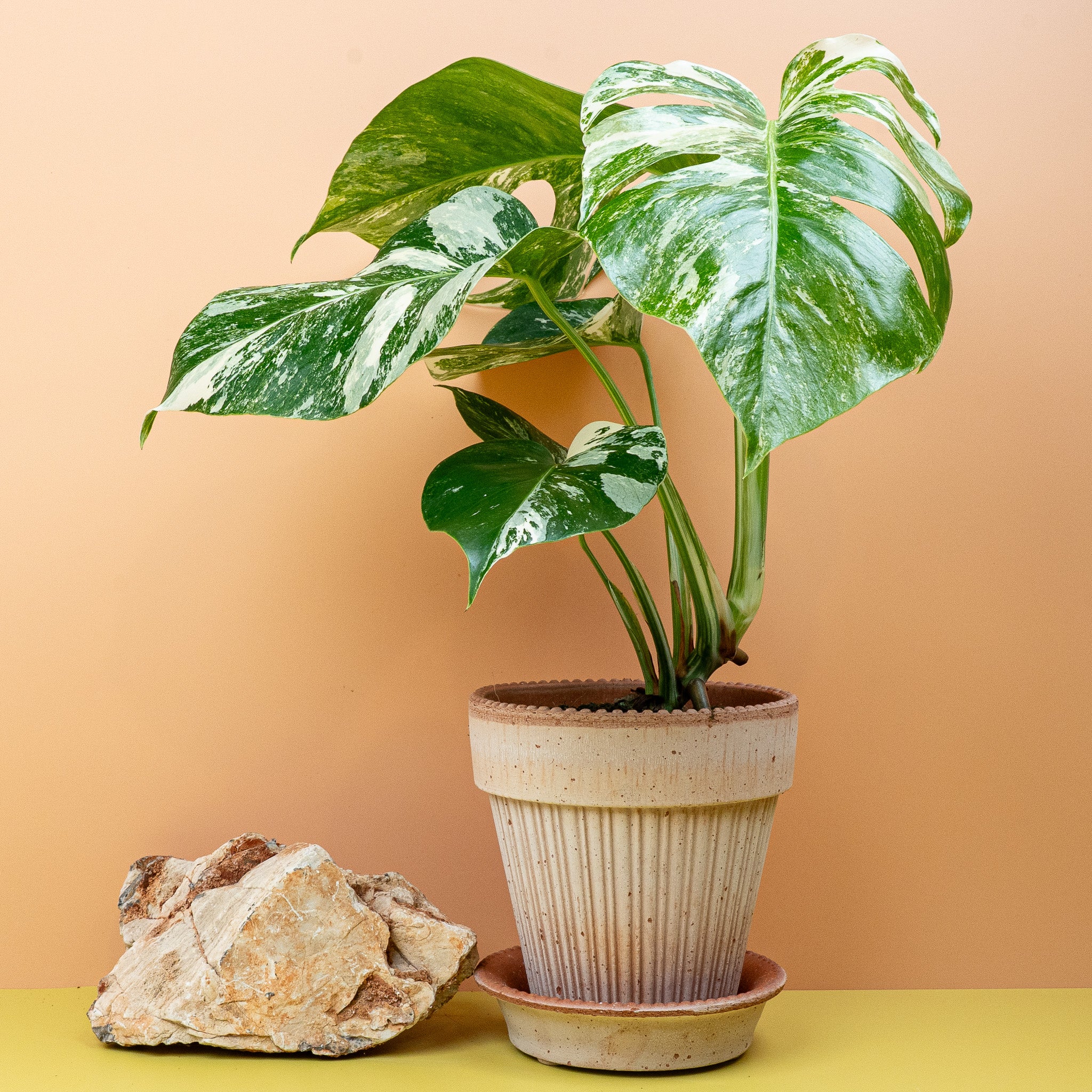 MONSTERA DELICIOSA VARIEGATA - Image 5