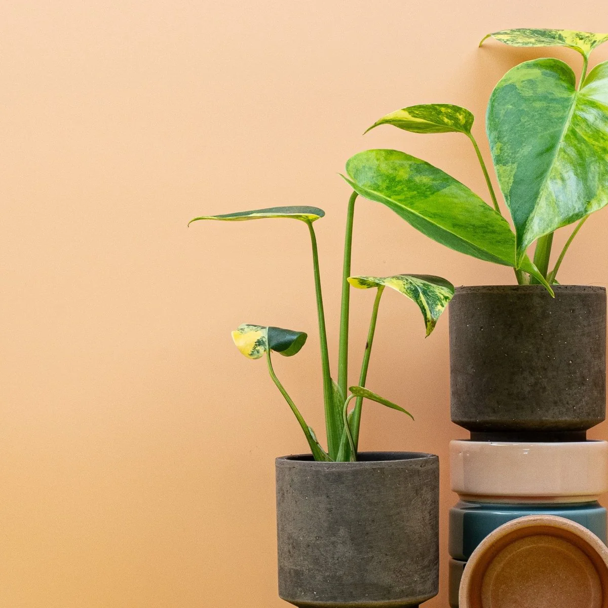 MONSTERA DELICIOSA VARIEGATA AUREA - Image 10