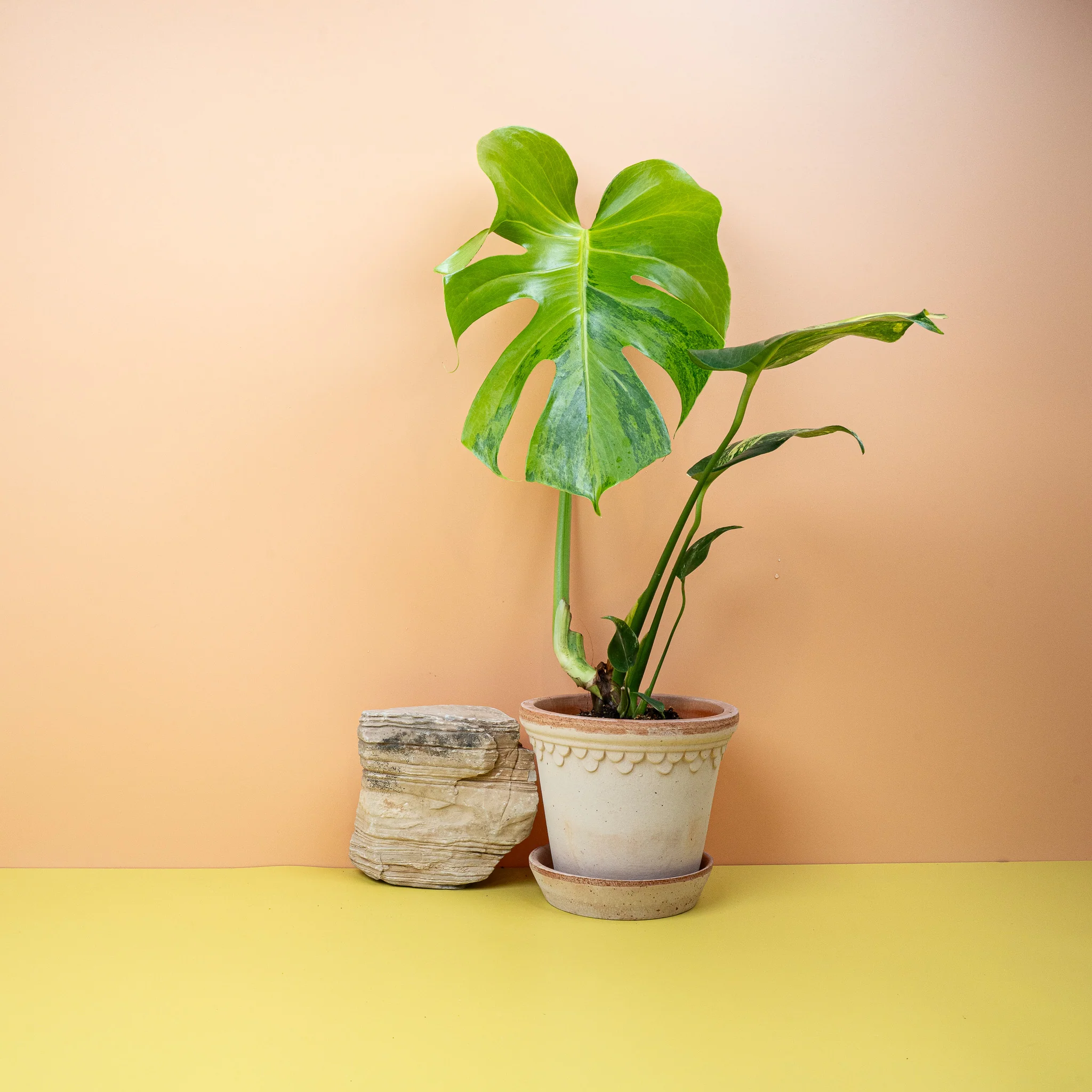 MONSTERA DELICIOSA VARIEGATA AUREA - Image 3