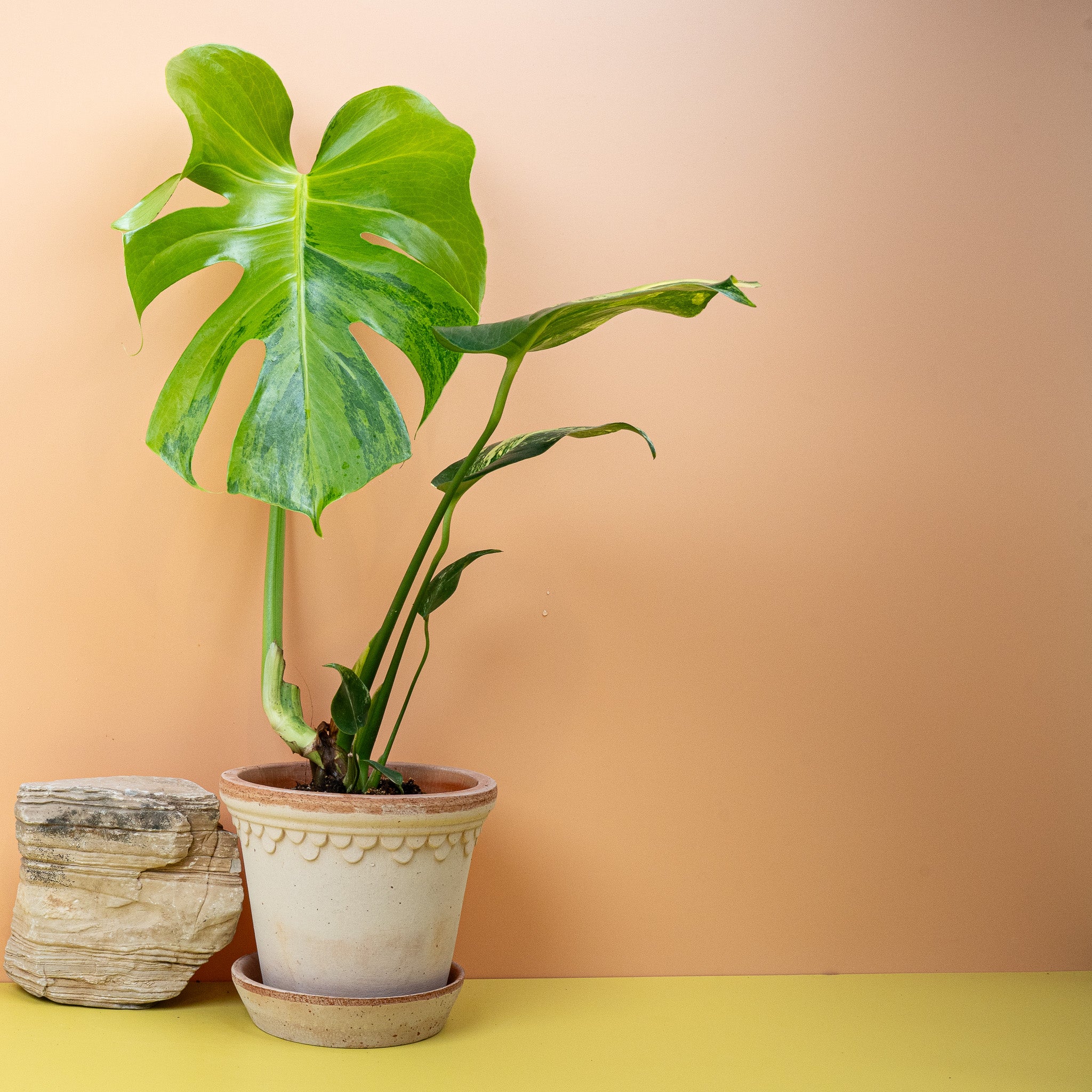 MONSTERA DELICIOSA VARIEGATA AUREA - Image 4