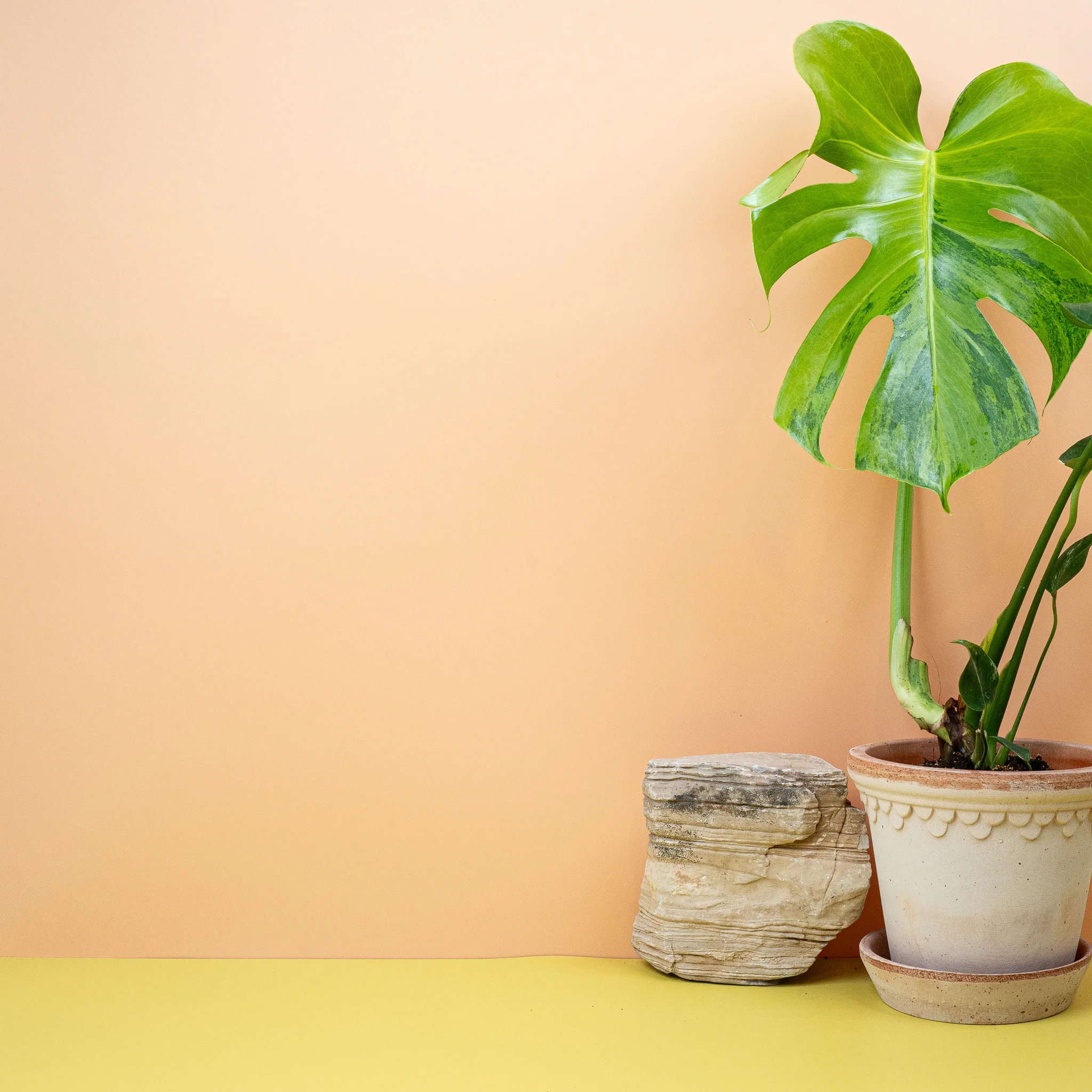 MONSTERA DELICIOSA VARIEGATA AUREA - Image 5