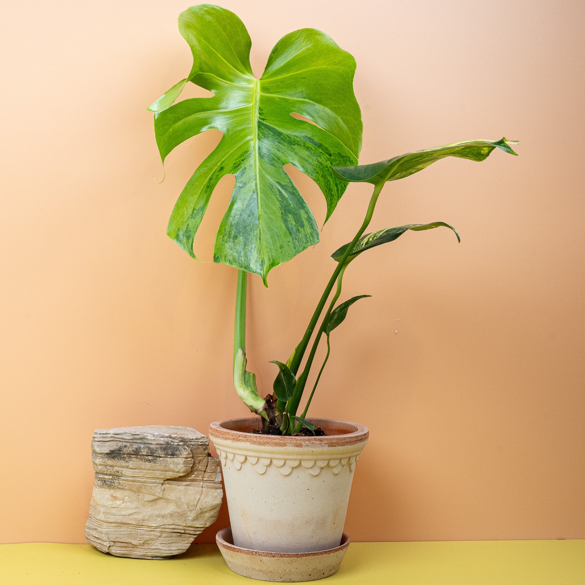 MONSTERA DELICIOSA VARIEGATA AUREA - Image 6