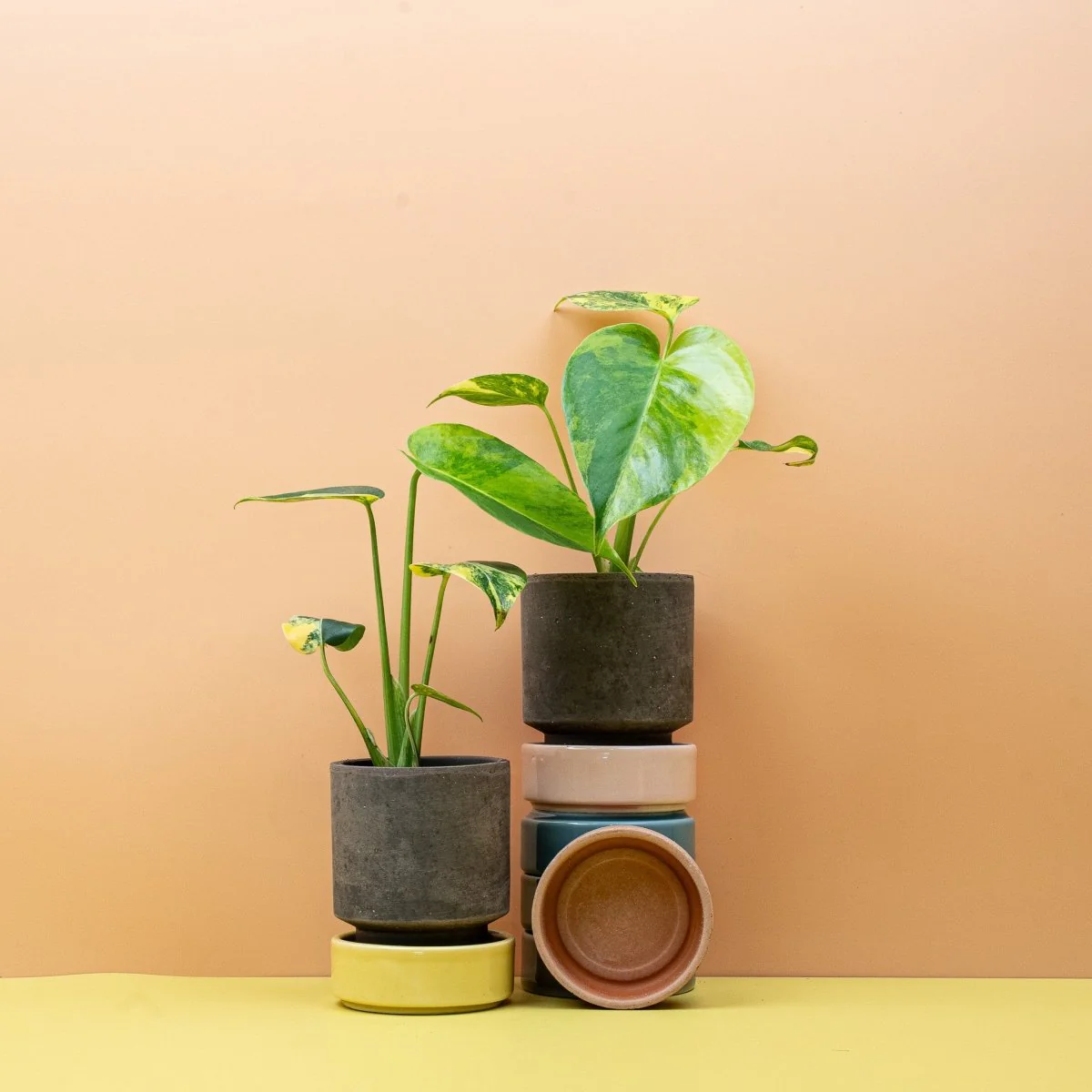 MONSTERA DELICIOSA VARIEGATA AUREA - Image 9