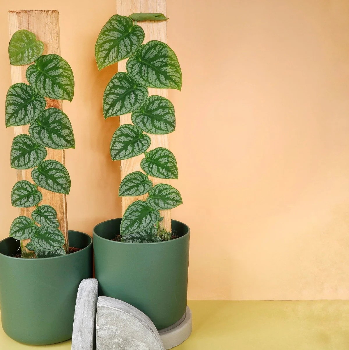 MONSTERA DUBIA - Image 3
