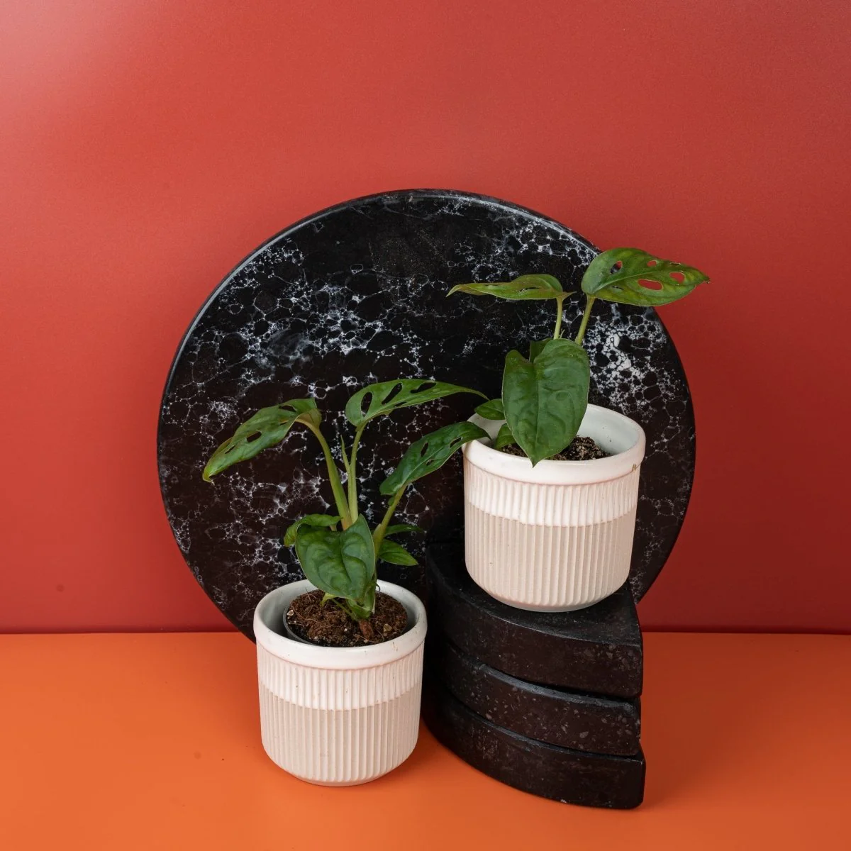 MONSTERA ESQUELETO - Image 5