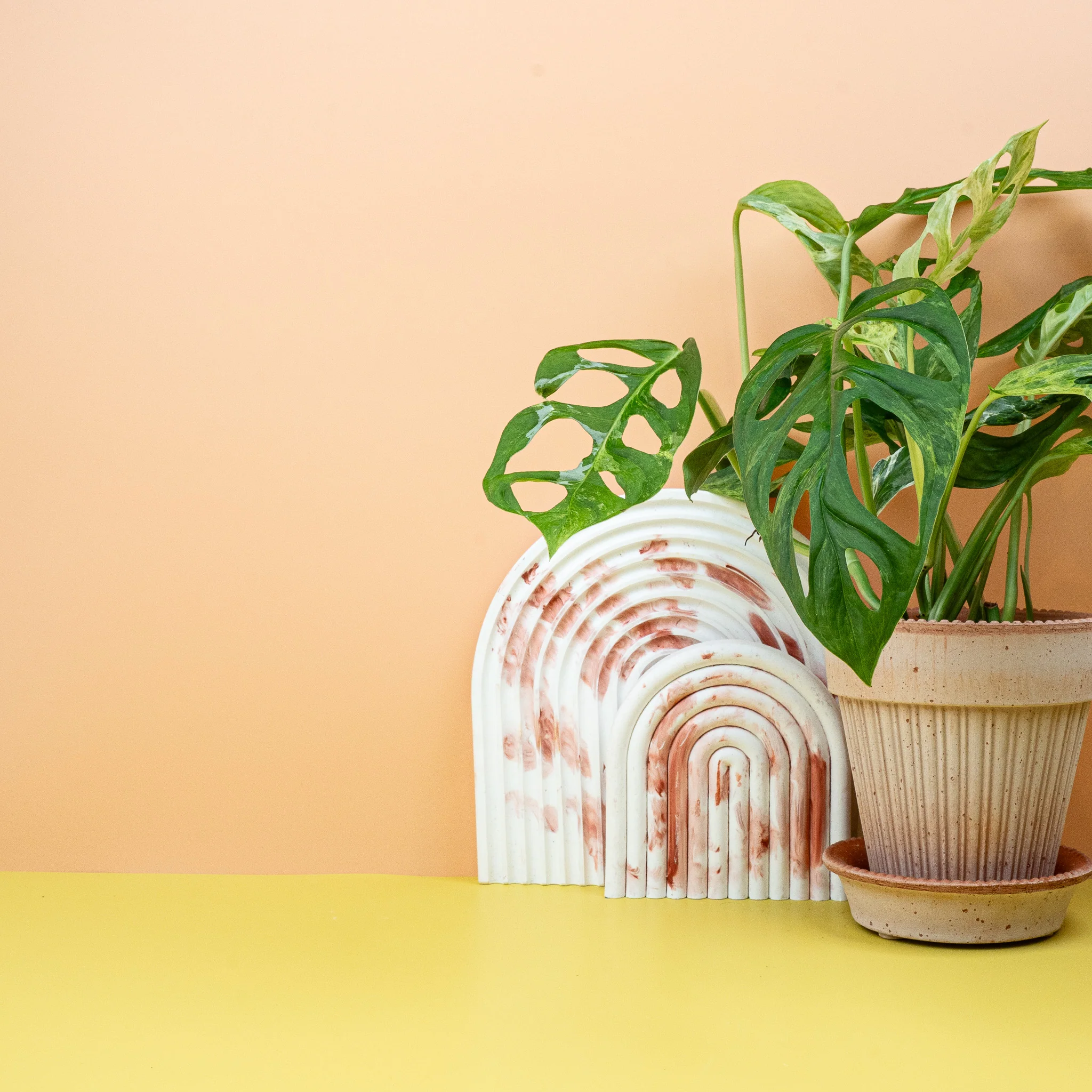 MONSTERA INDONESIAN MARBLE - Image 3
