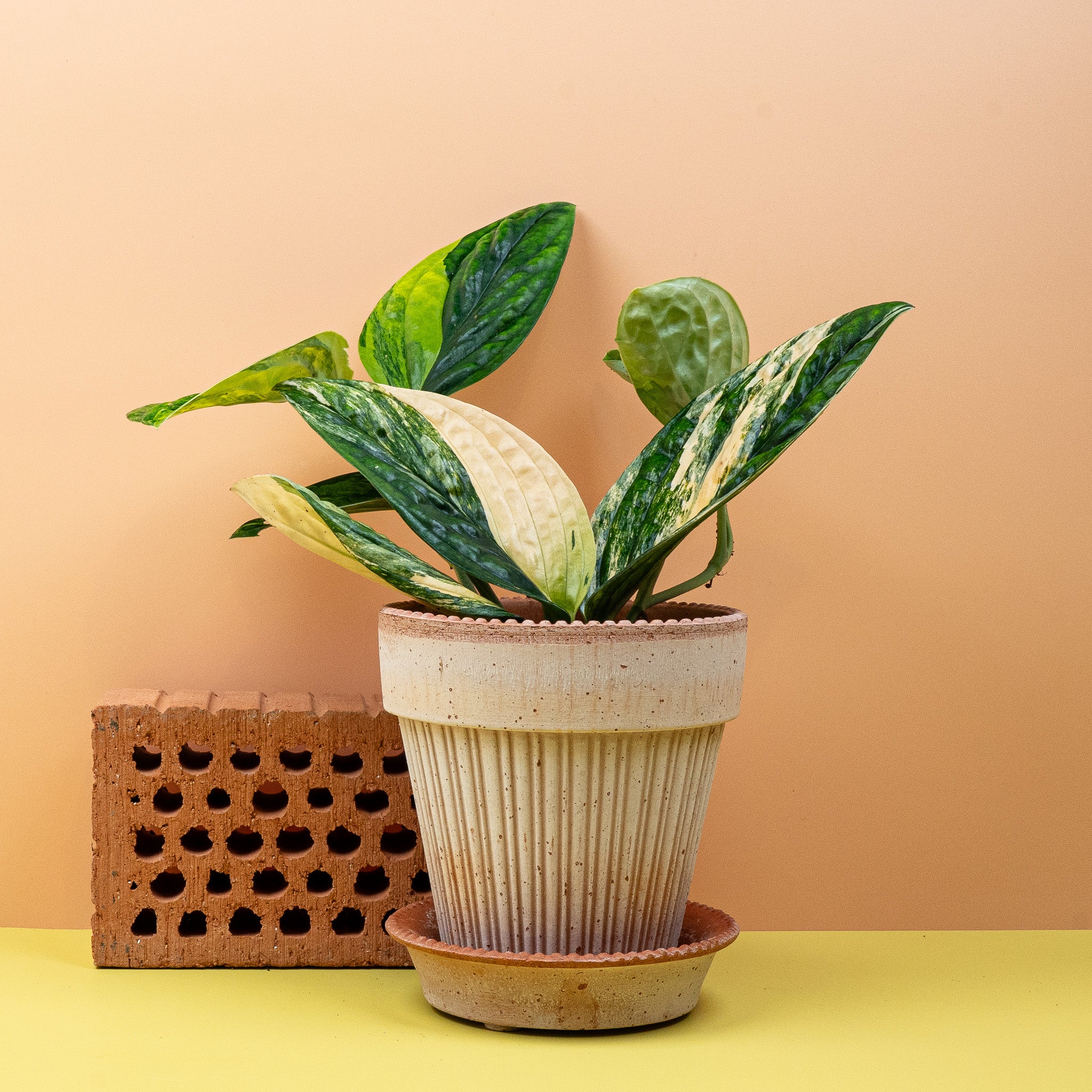 MONSTERA KARSTENANIUM VARIEGATA - Image 5