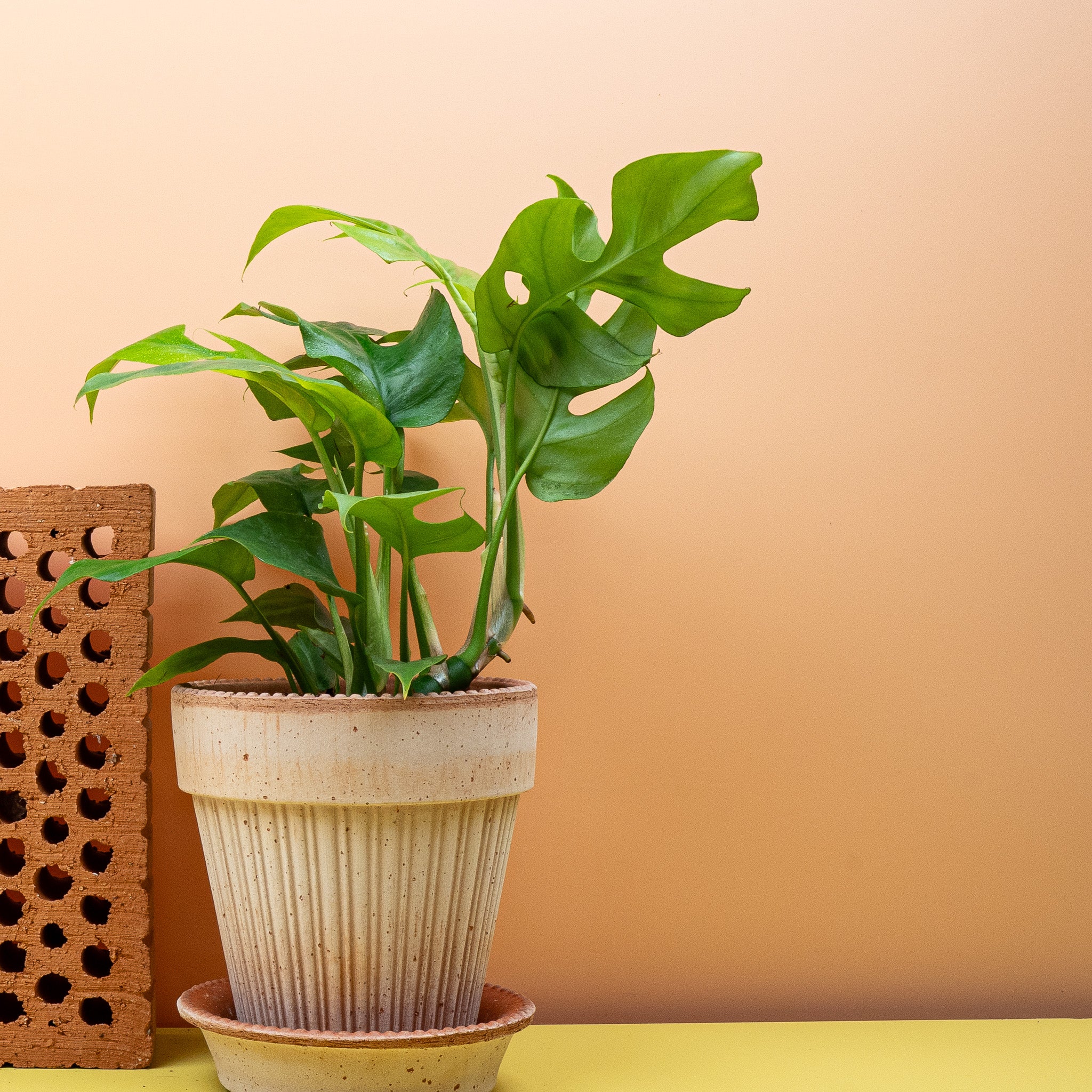 MONSTERA MINIMA - Image 9