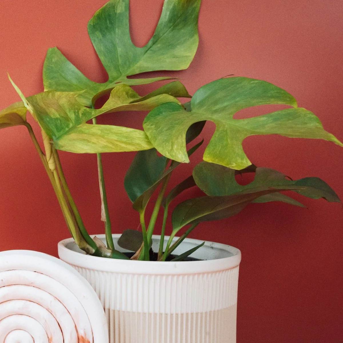 MONSTERA MINIMA VARIEGATA - Image 4