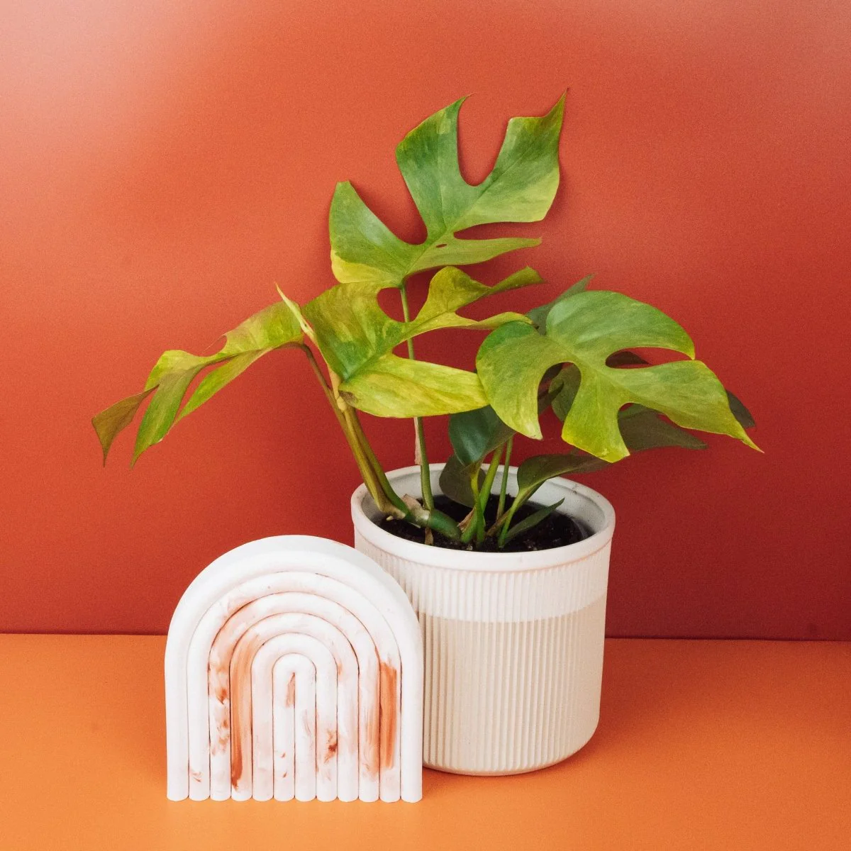 MONSTERA MINIMA VARIEGATA - Image 5