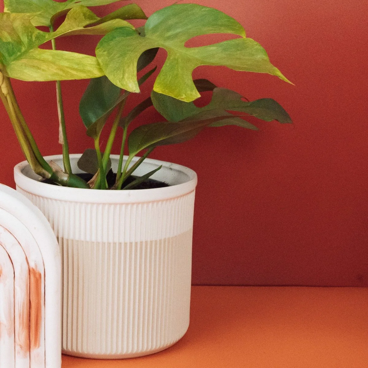 MONSTERA MINIMA VARIEGATA - Image 6