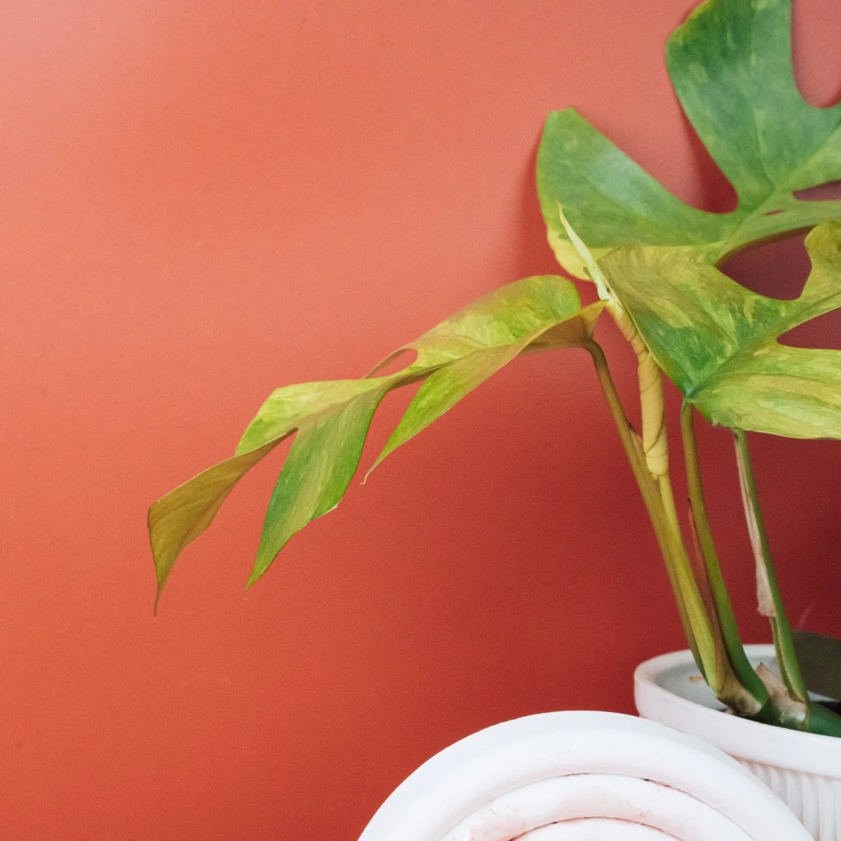 MONSTERA MINIMA VARIEGATA - Image 7