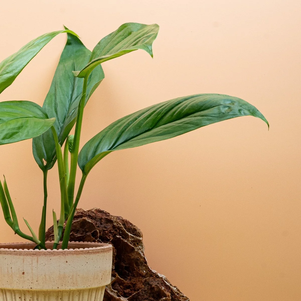 MONSTERA OBLIQUA AMAZONAS - Image 5