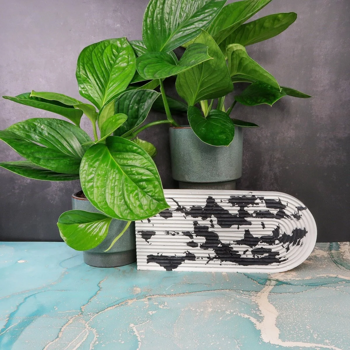 MONSTERA PINNATIPARTITA - Image 3