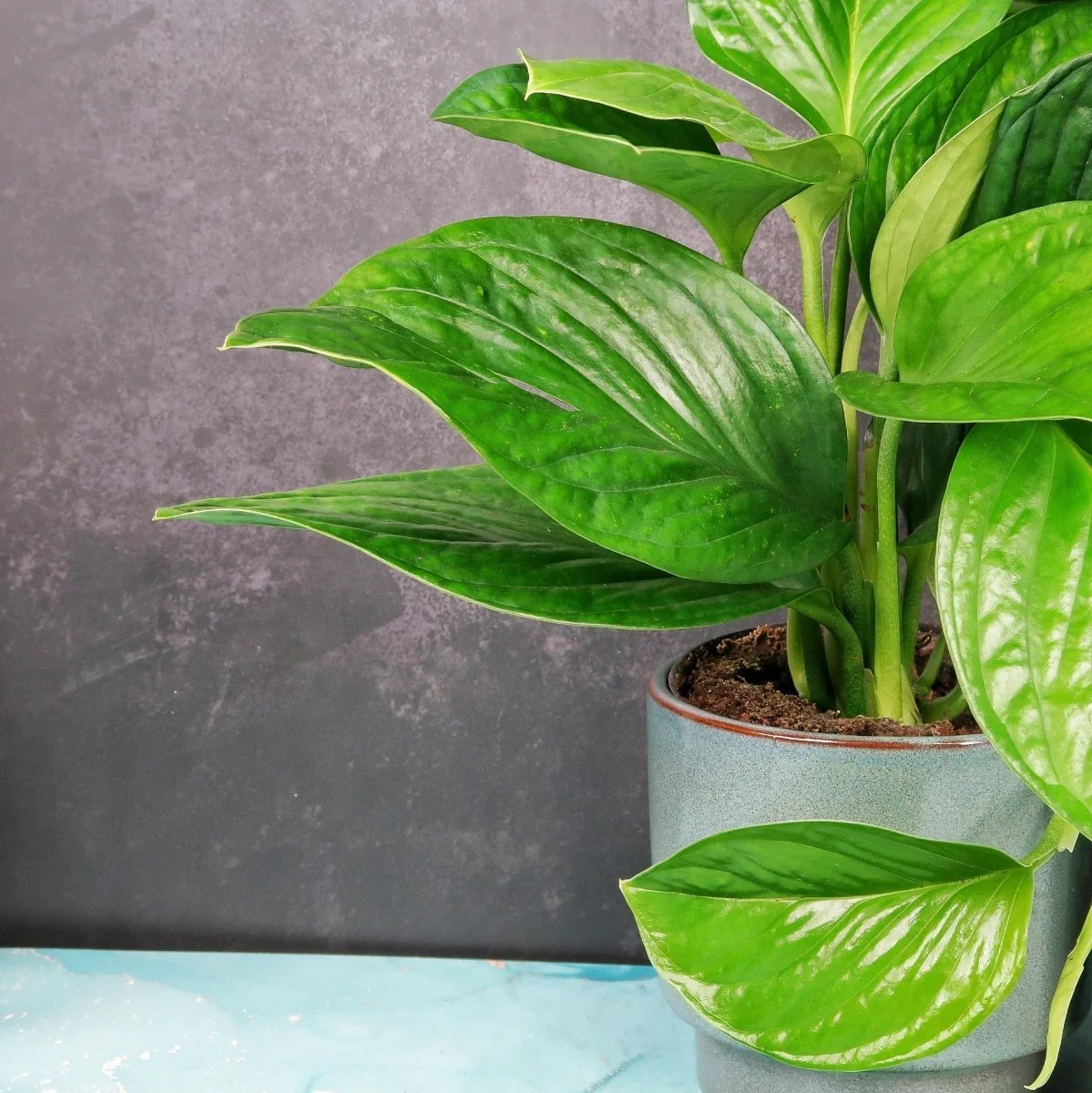 MONSTERA PINNATIPARTITA - Image 5