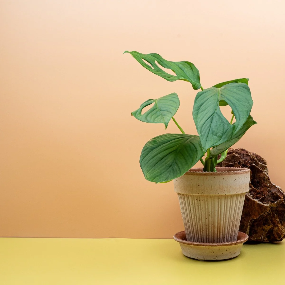 MONSTERA SP LOLI - Image 3
