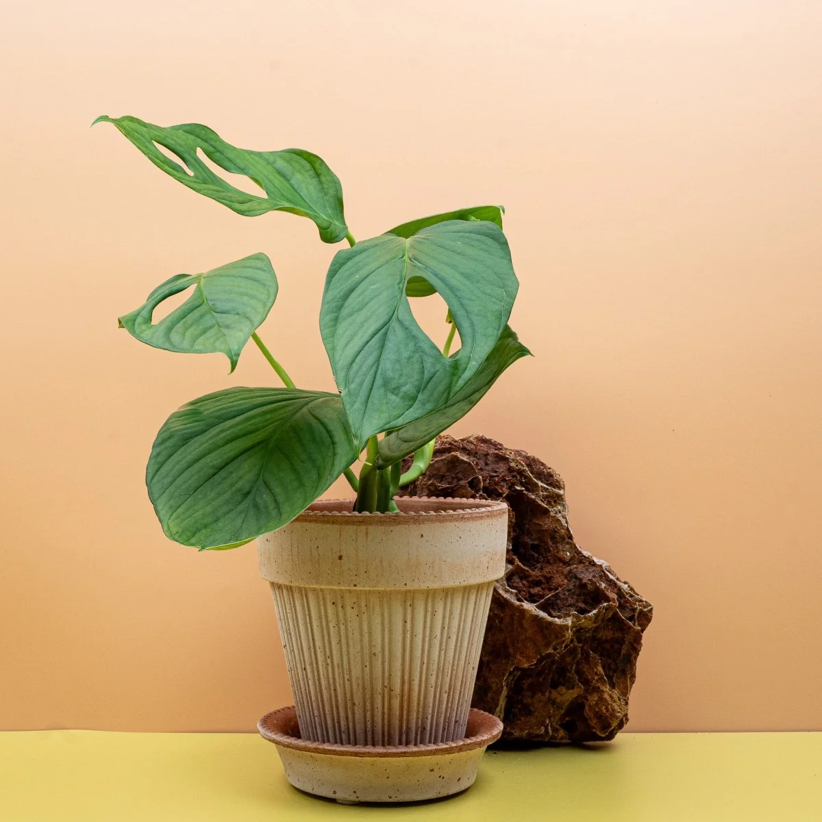 MONSTERA SP LOLI - Image 4