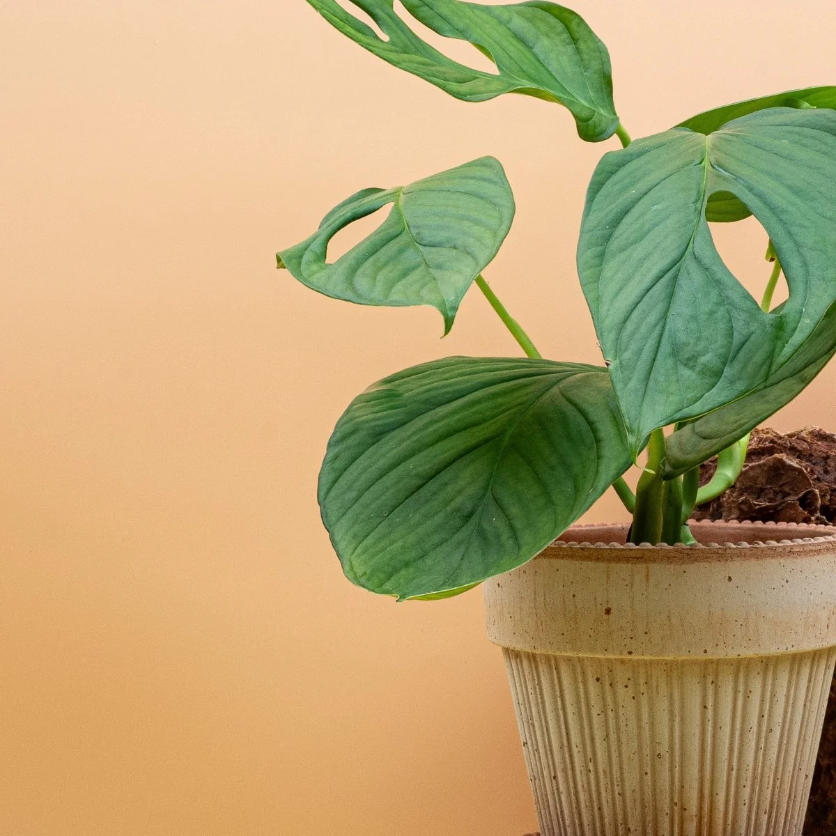 MONSTERA SP LOLI - Image 5