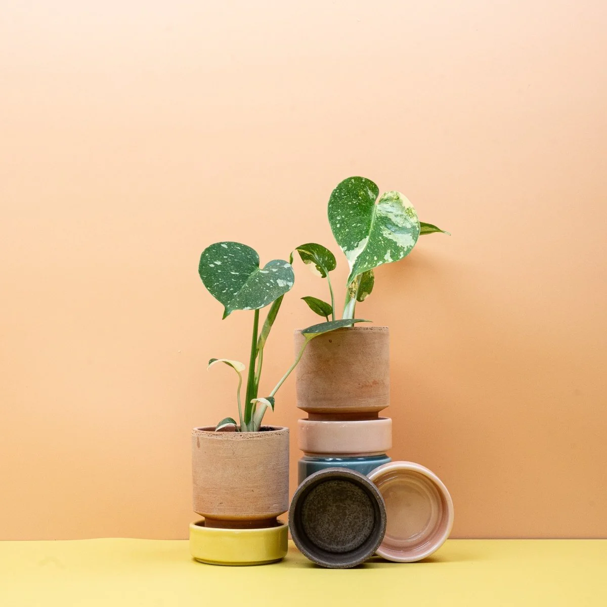 MONSTERA THAI CONSTELLATION - Image 10