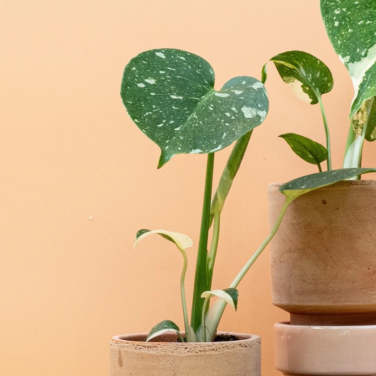 MONSTERA THAI CONSTELLATION - Image 12