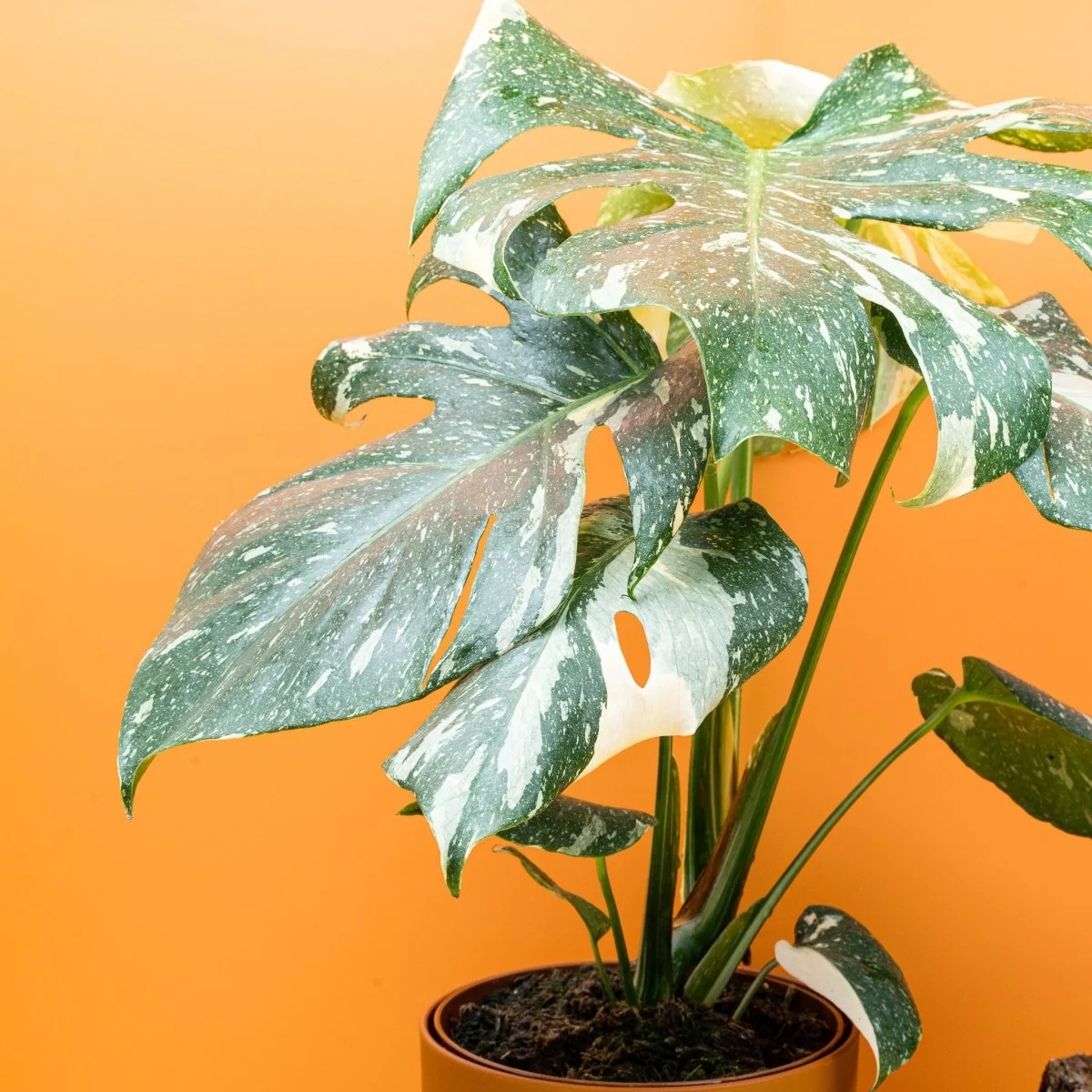 MONSTERA THAI CONSTELLATION - Image 13