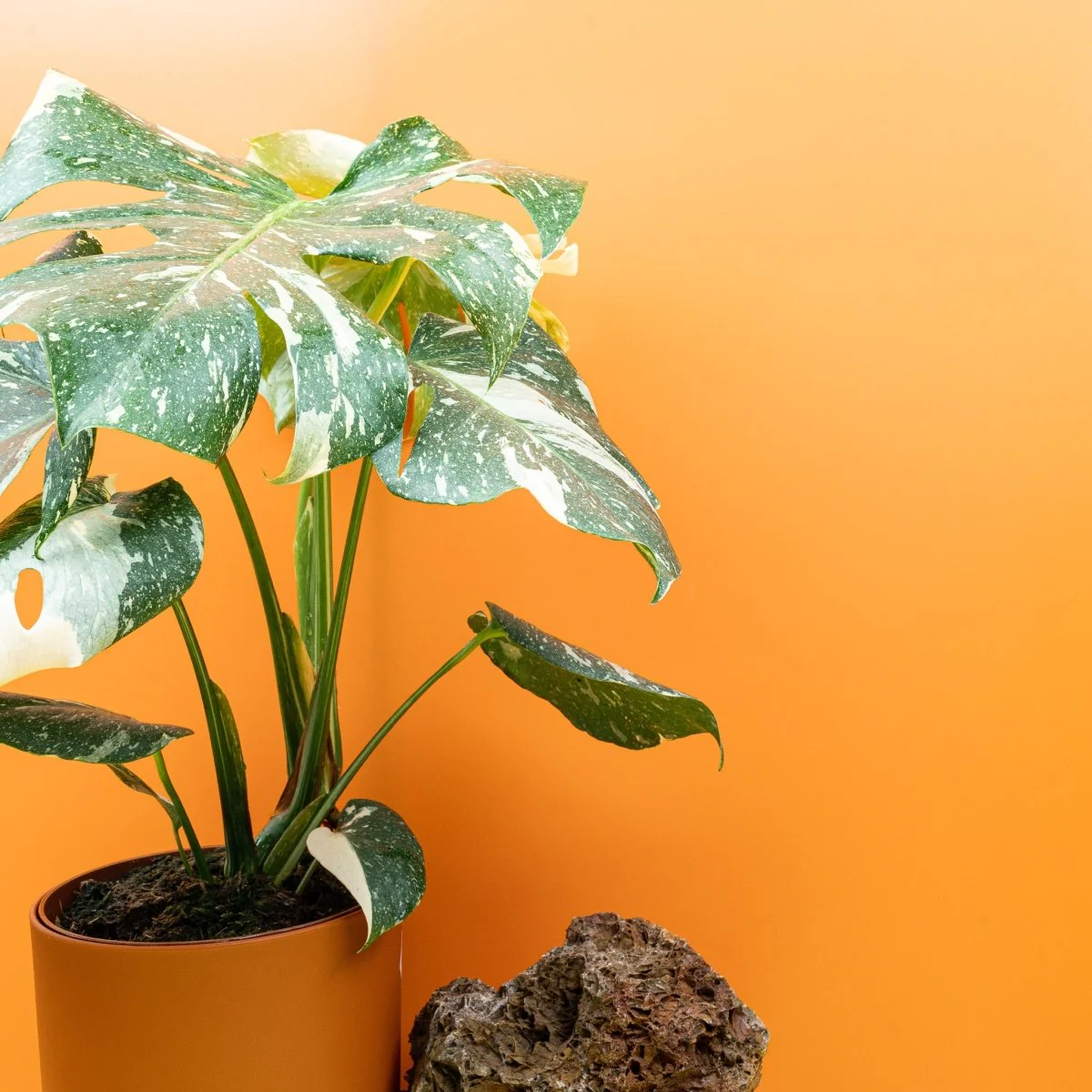 MONSTERA THAI CONSTELLATION - Image 14