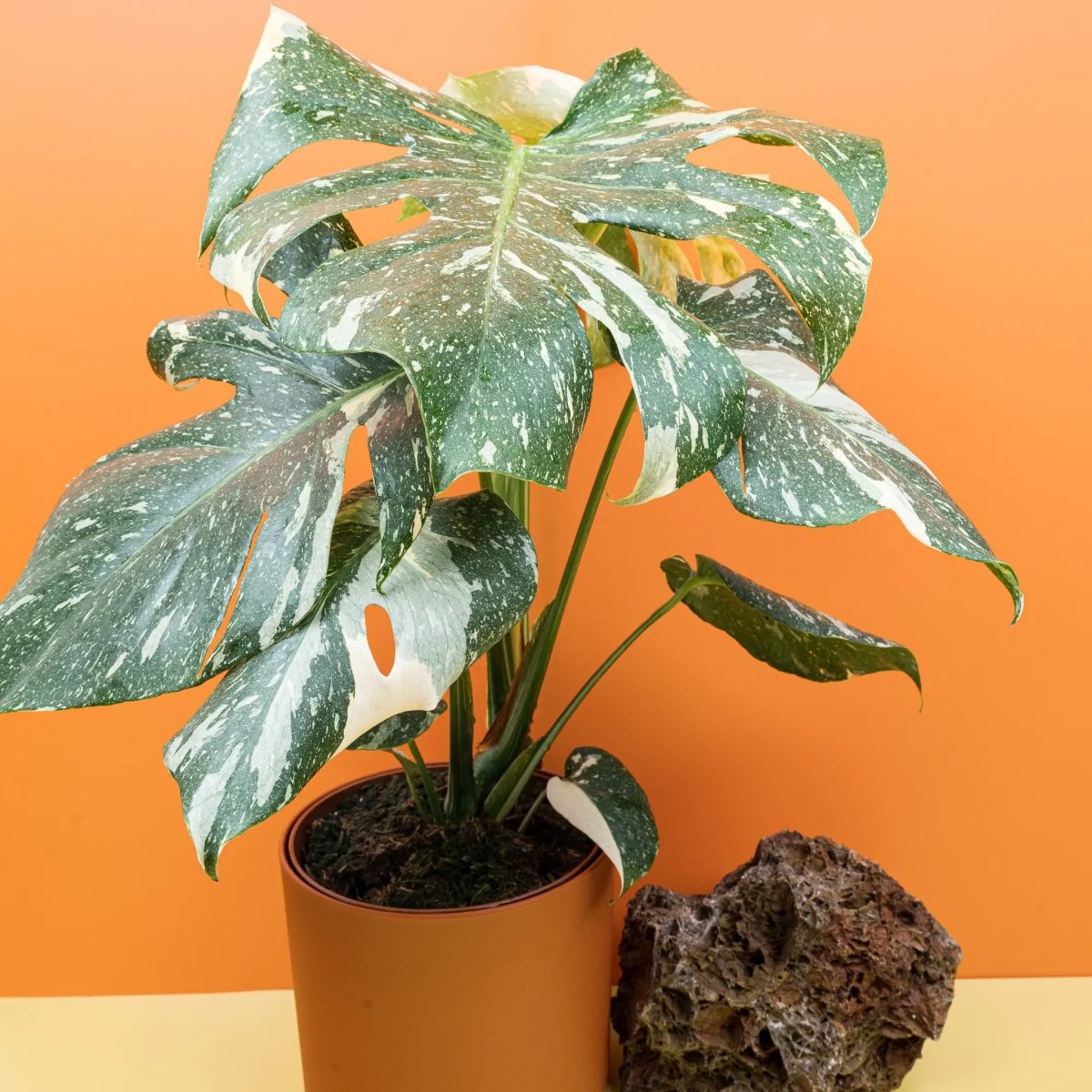 MONSTERA THAI CONSTELLATION - Image 15