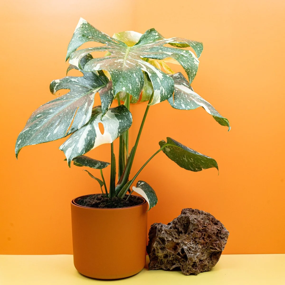 MONSTERA THAI CONSTELLATION - Image 16