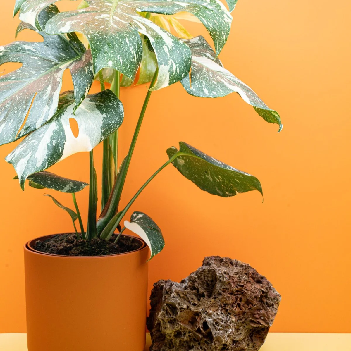 MONSTERA THAI CONSTELLATION - Image 17