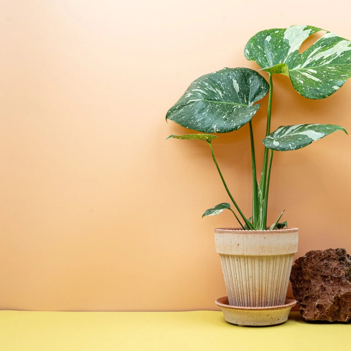 MONSTERA THAI CONSTELLATION - Image 3