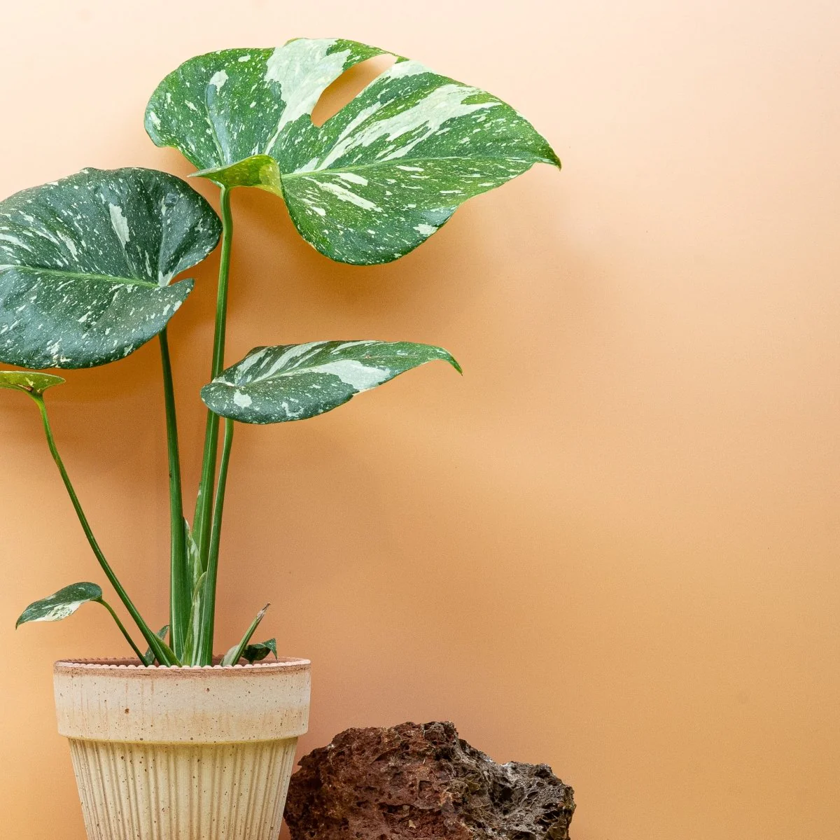 MONSTERA THAI CONSTELLATION - Image 4