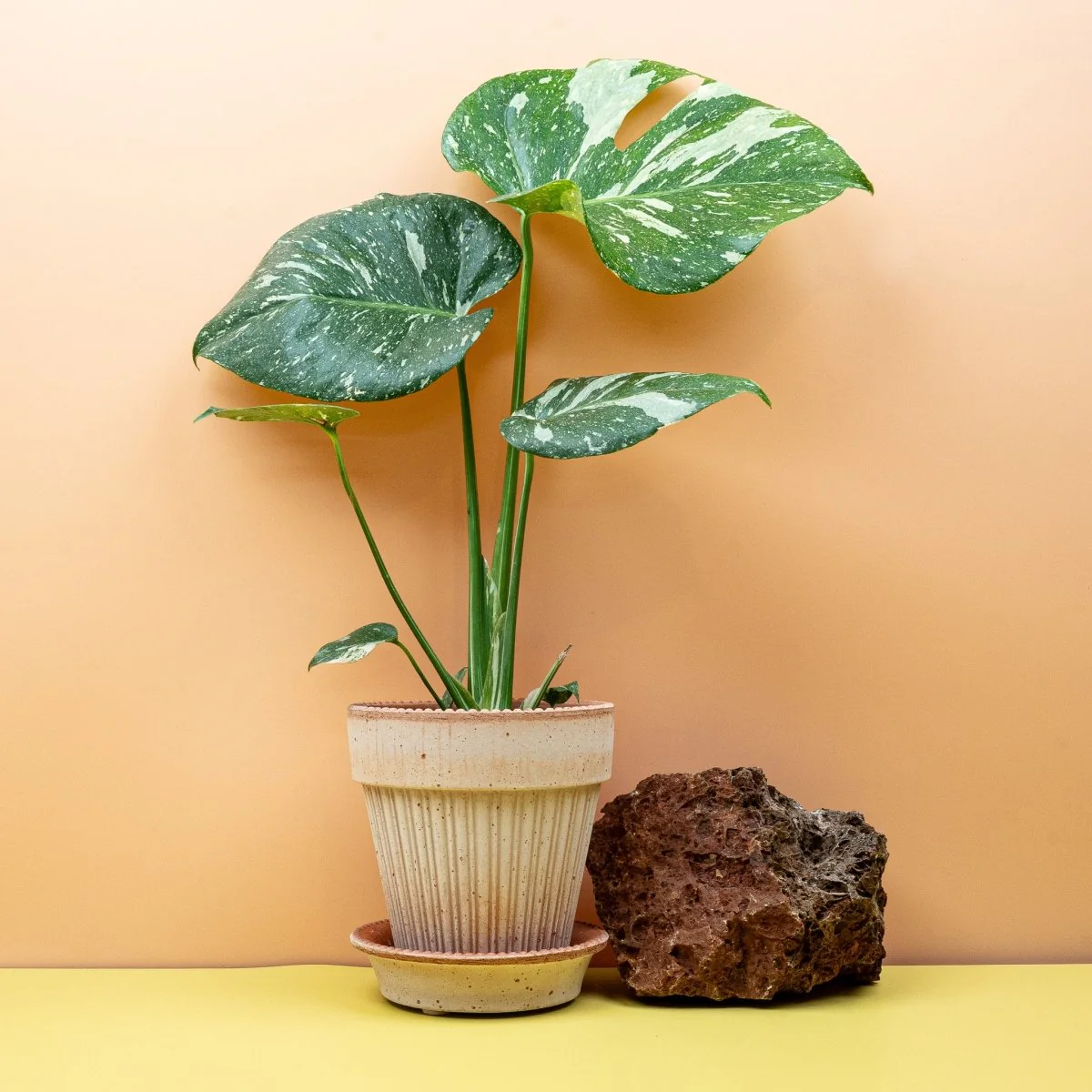MONSTERA THAI CONSTELLATION - Image 5