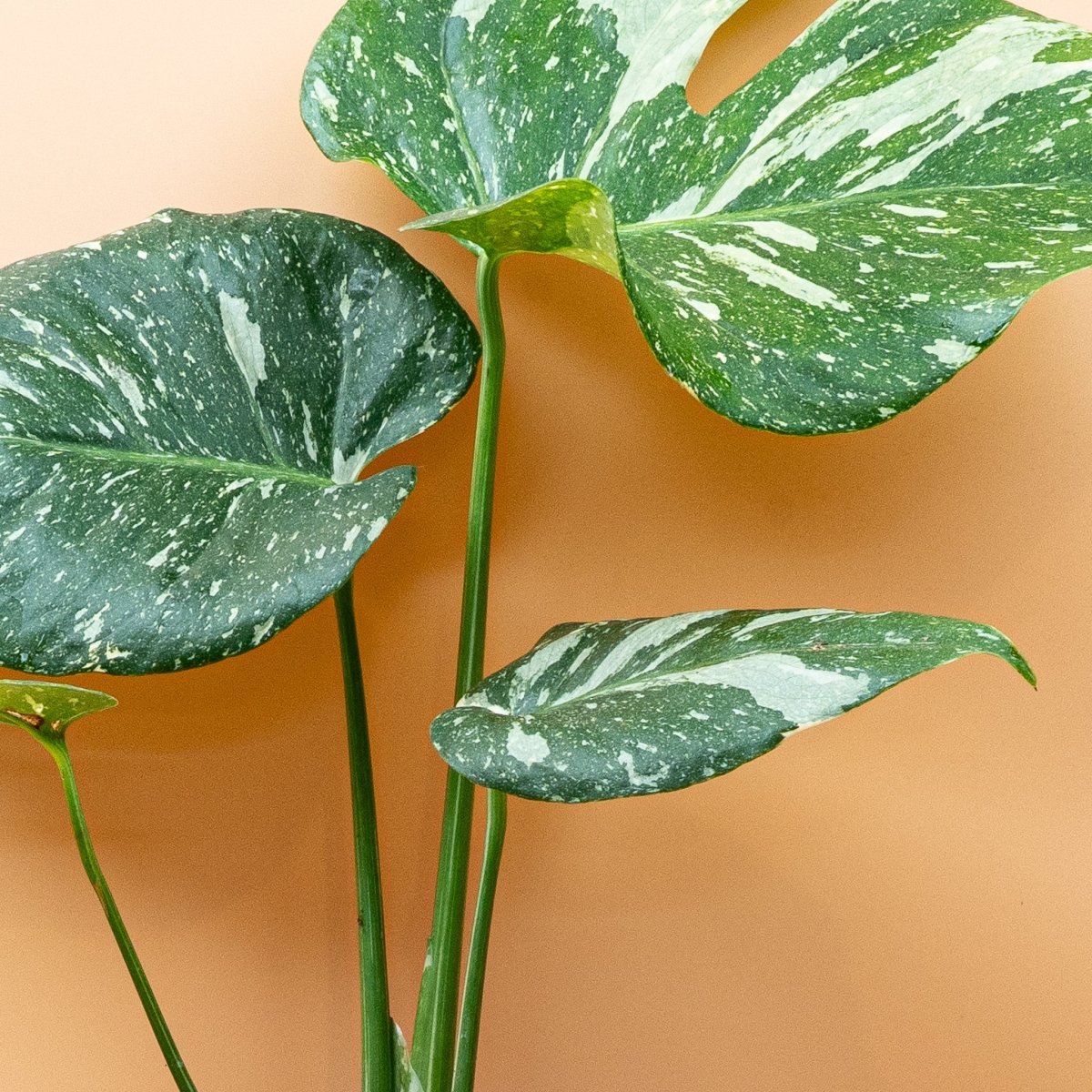 MONSTERA THAI CONSTELLATION - Image 6