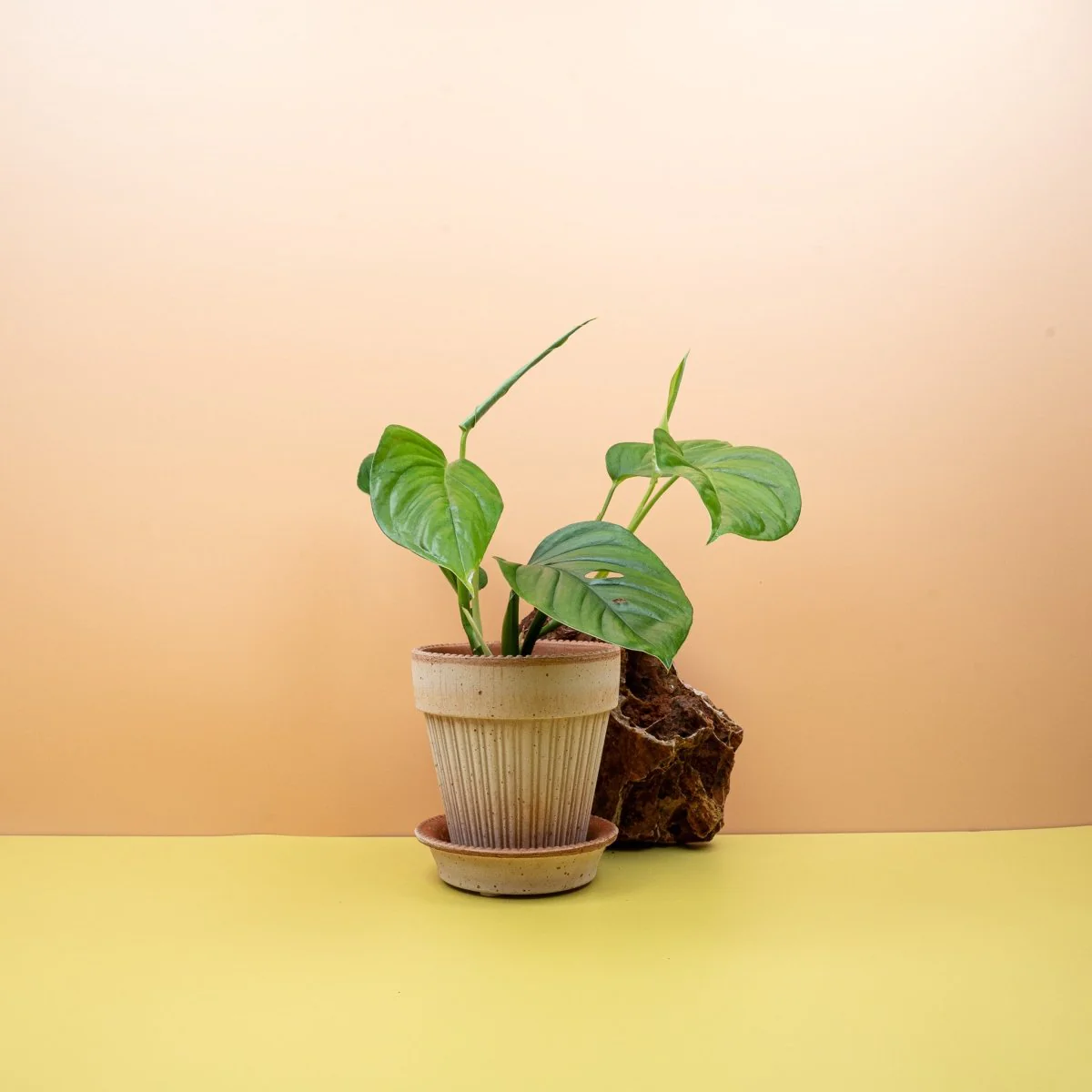 MONSTERA XANTOSPATHA