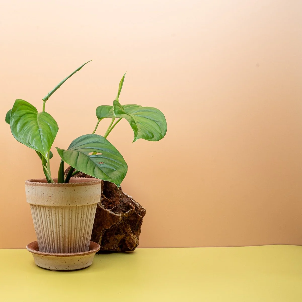 MONSTERA XANTOSPATHA - Image 2