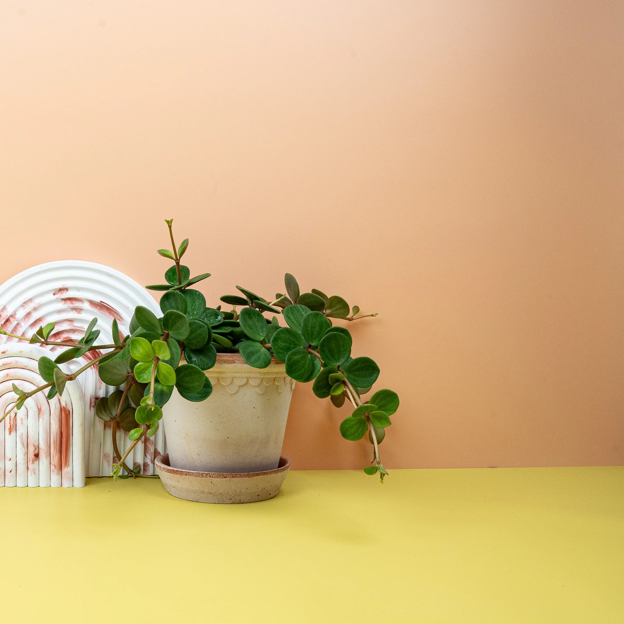 PEPEROMIA HOPE - Image 4