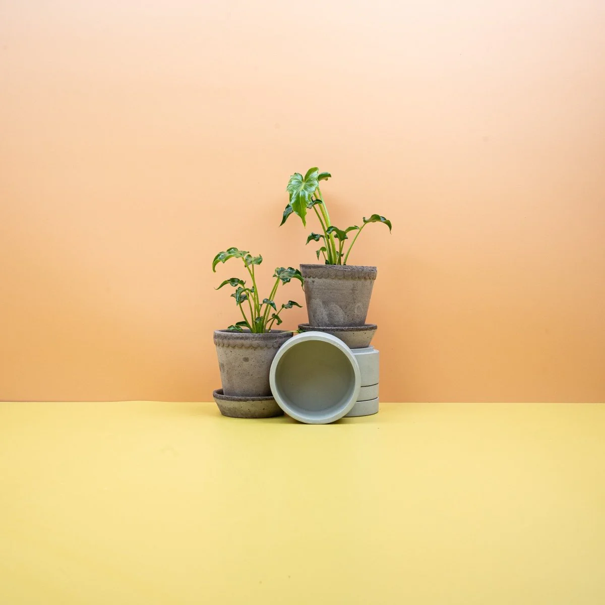 PHILODENDRON ATLANTIS