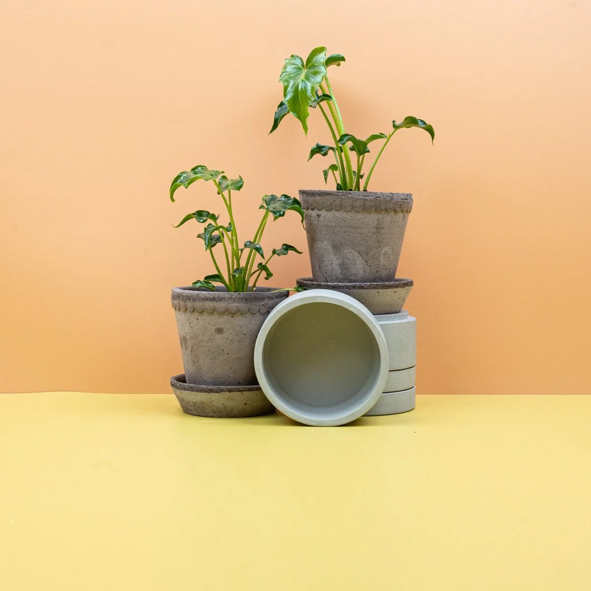 PHILODENDRON ATLANTIS - Image 2