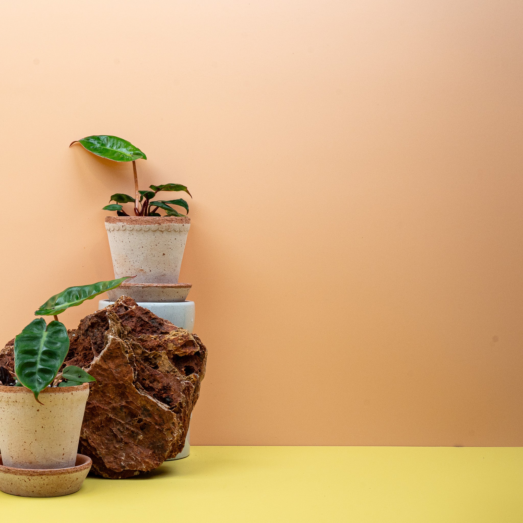 PHILODENDRON BILLIETIAE - Image 14