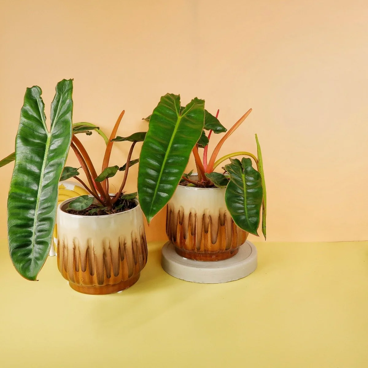 PHILODENDRON BILLIETIAE - Image 2