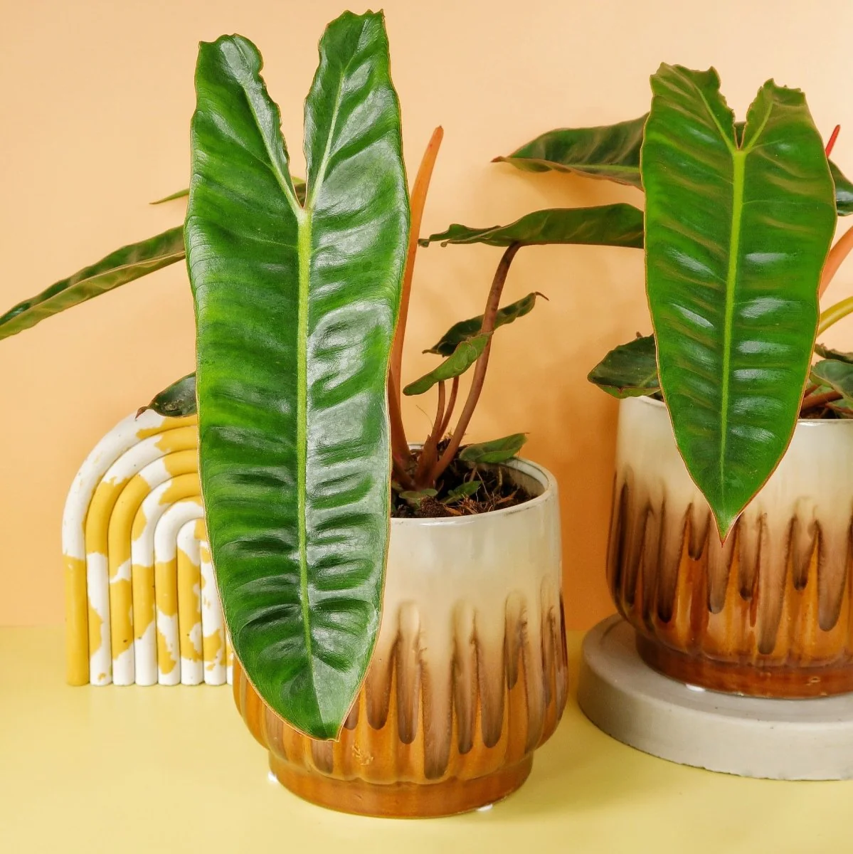 PHILODENDRON BILLIETIAE - Image 4