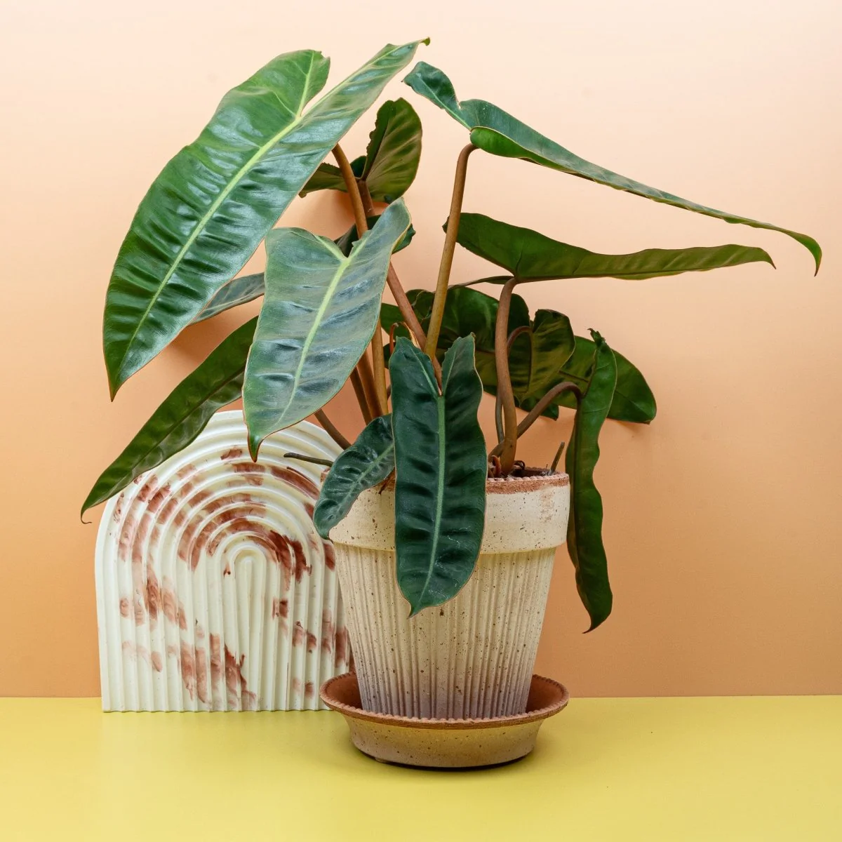 PHILODENDRON BILLIETIAE - Image 9