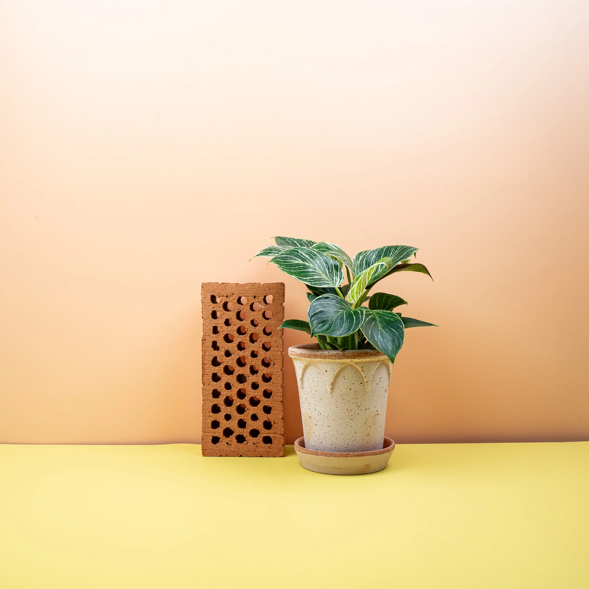 PHILODENDRON BIRKIN