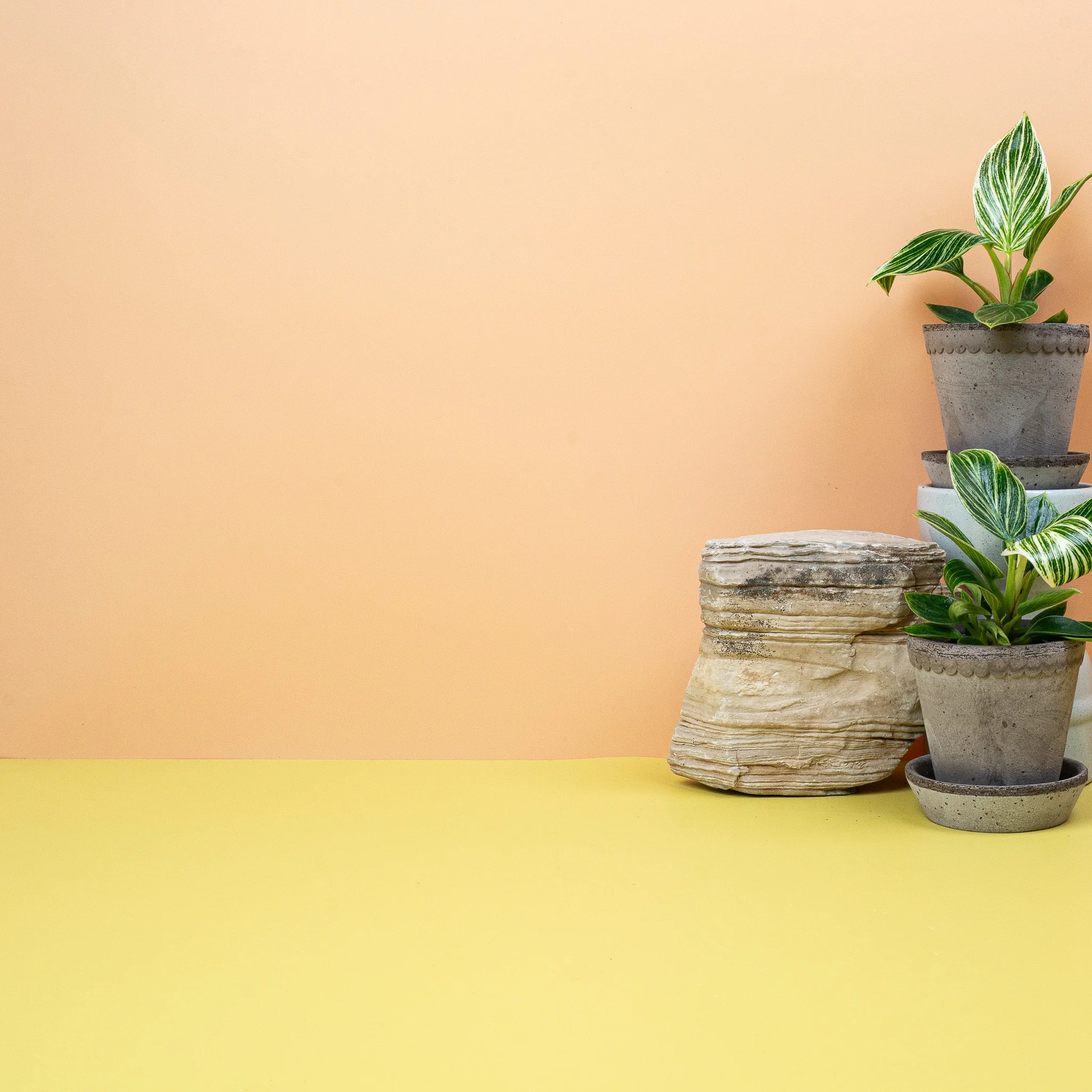 PHILODENDRON BIRKIN - Image 10