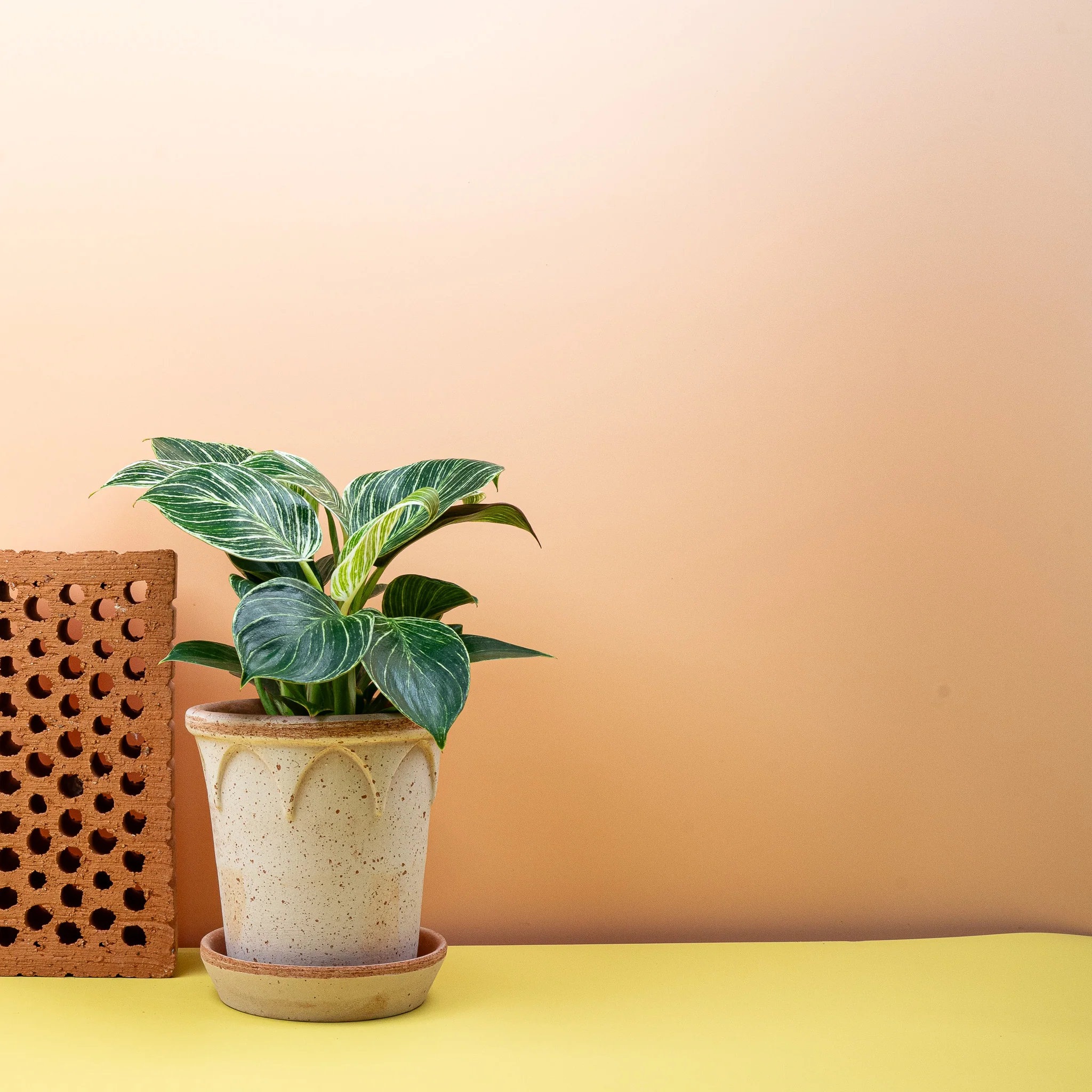 PHILODENDRON BIRKIN - Image 2