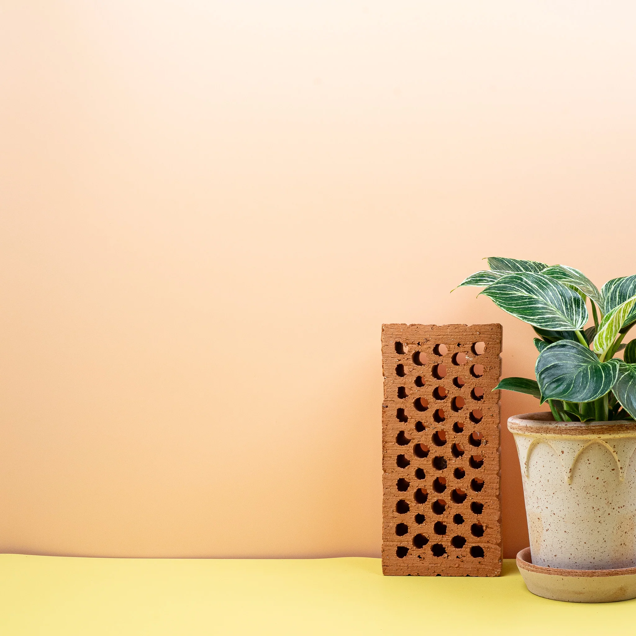PHILODENDRON BIRKIN - Image 3