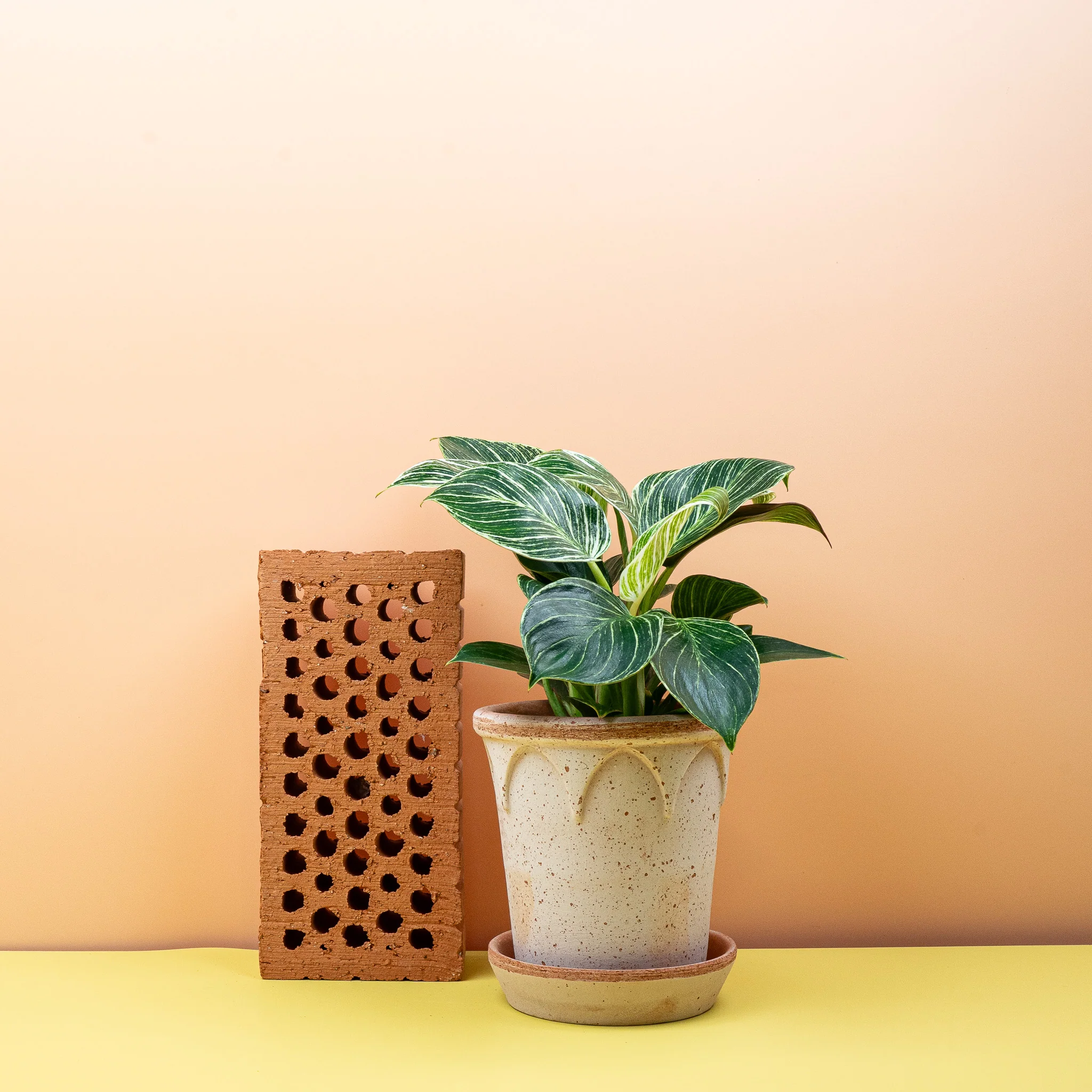 PHILODENDRON BIRKIN - Image 4