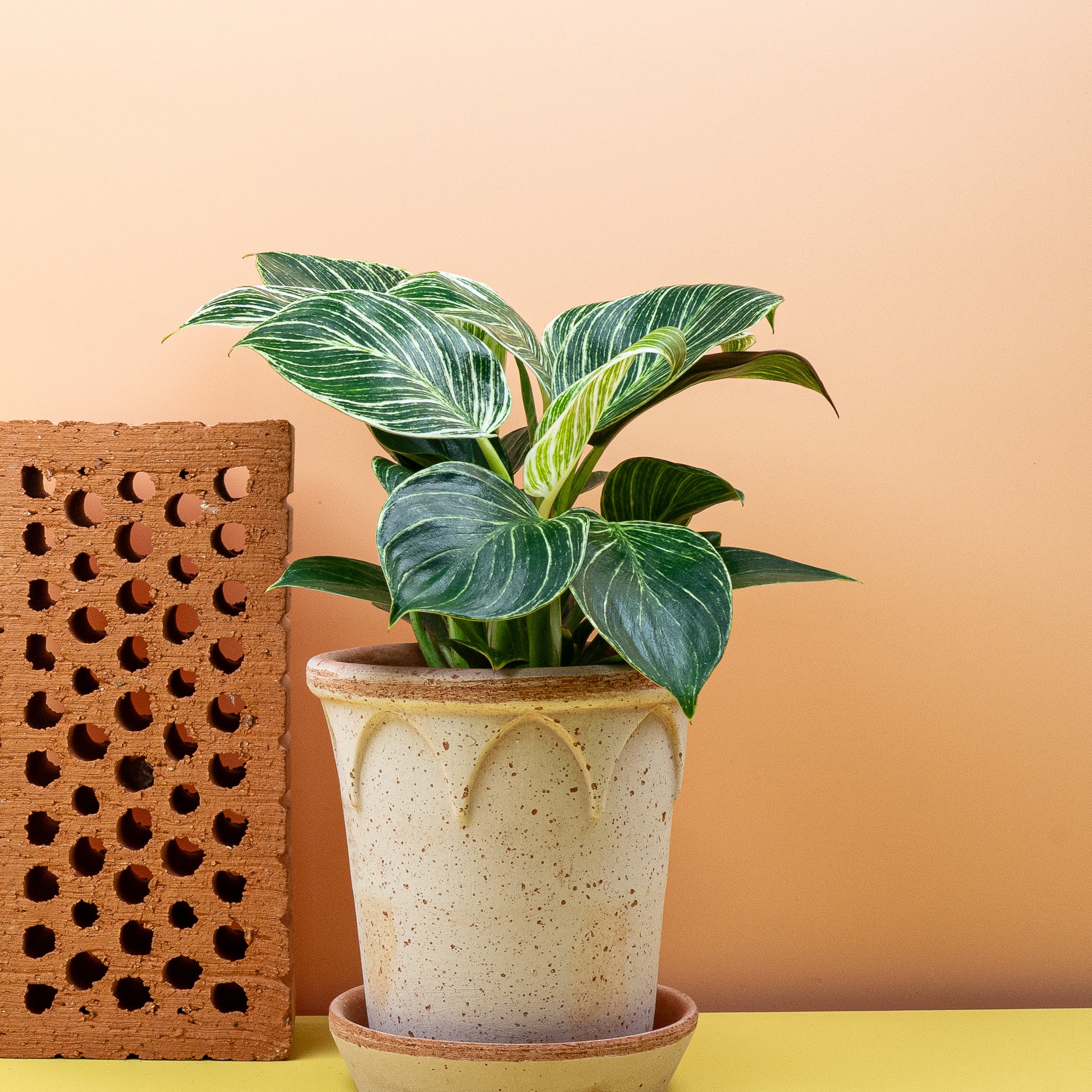 PHILODENDRON BIRKIN - Image 5