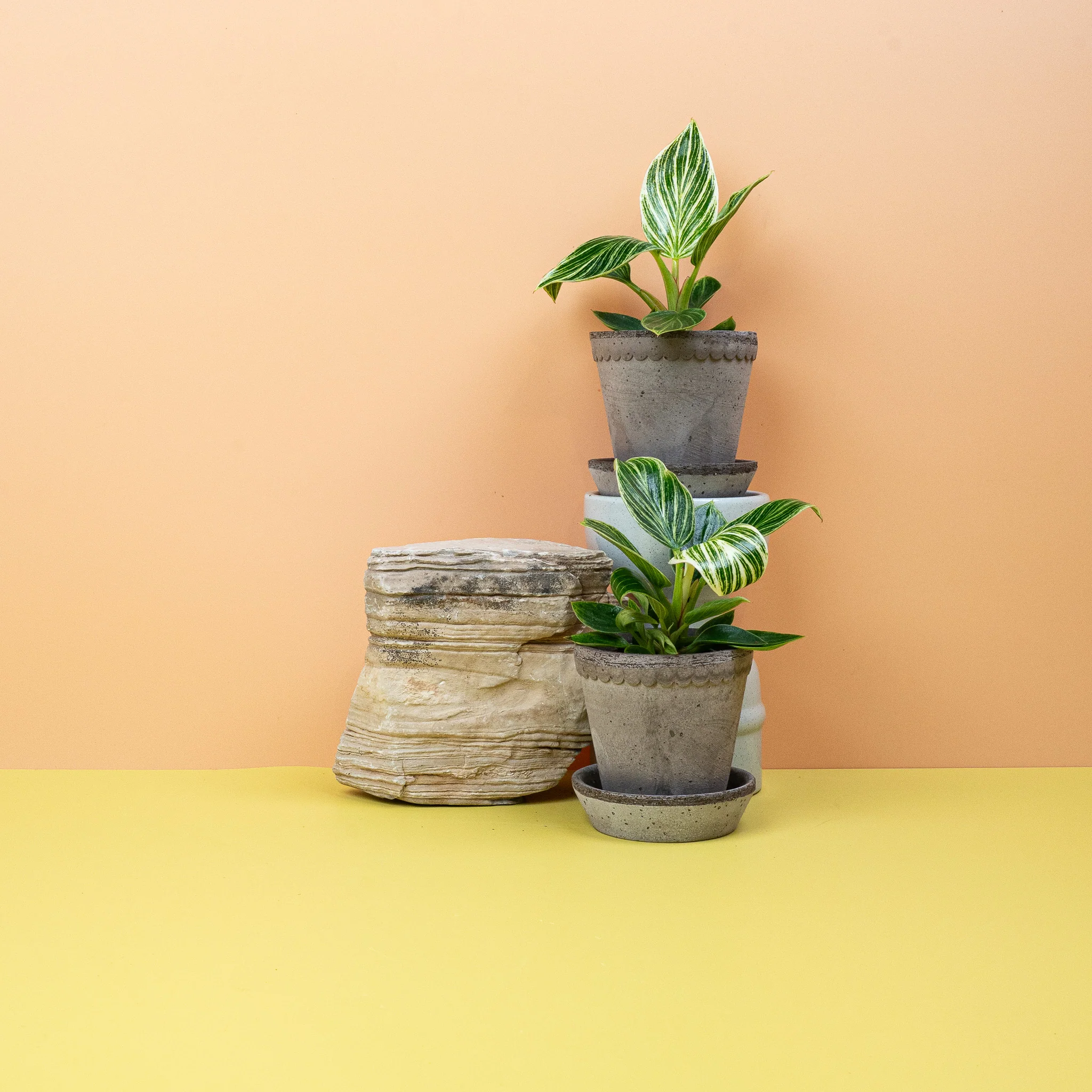 PHILODENDRON BIRKIN - Image 6